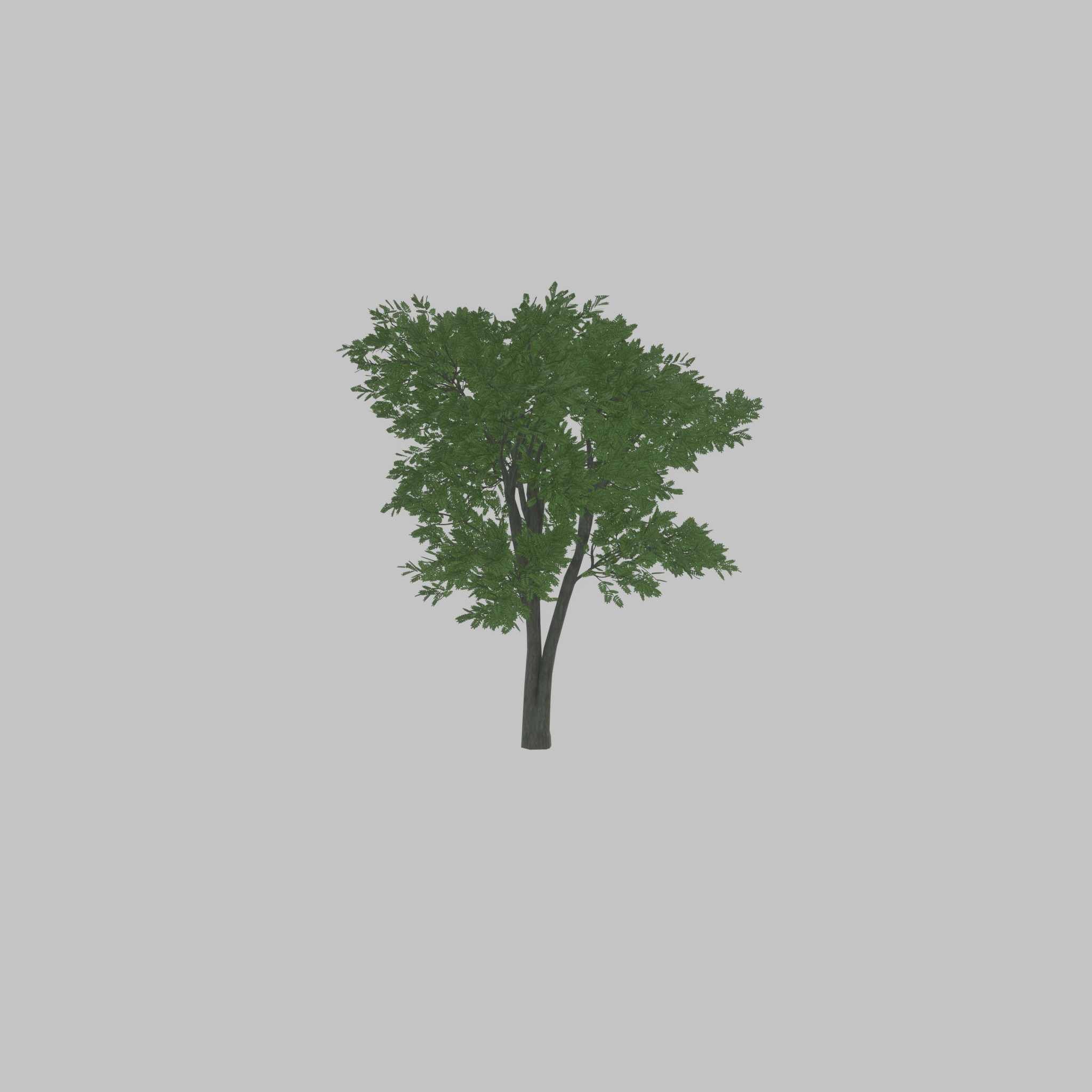 Japanese pagoda tree summer 12000mm Low-poly 3D model_37