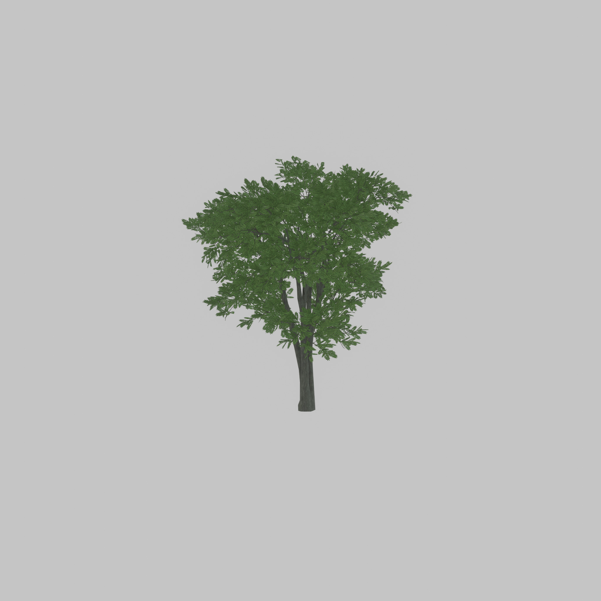Japanese pagoda tree summer 12000mm Low-poly 3D model_55
