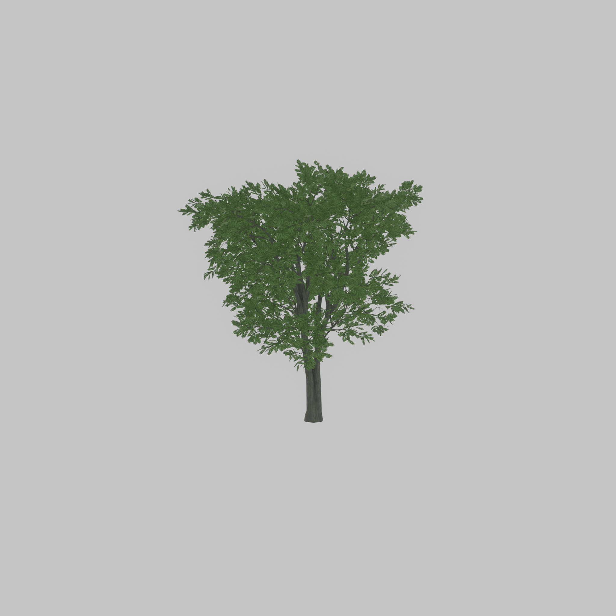 Japanese pagoda tree summer 12000mm Low-poly 3D model_23