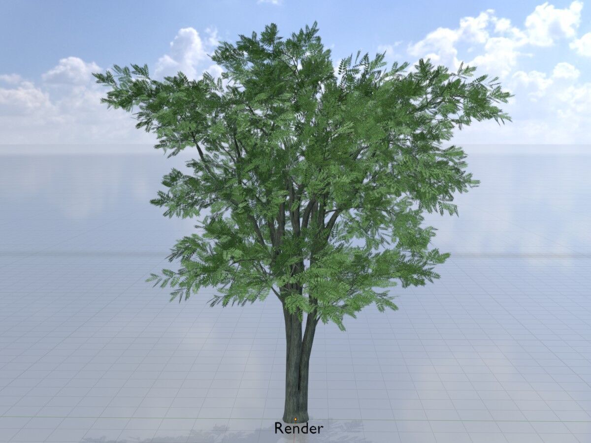 Japanese pagoda tree summer 12000mm Low-poly 3D model_14