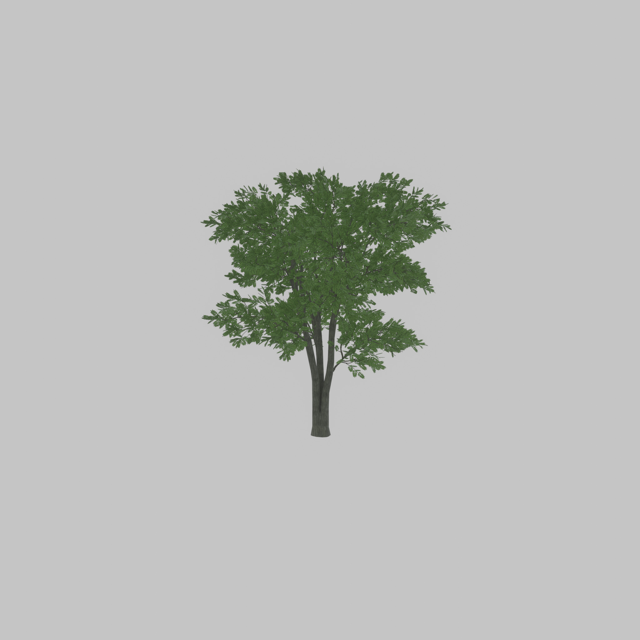 Japanese pagoda tree summer 12000mm Low-poly 3D model_21