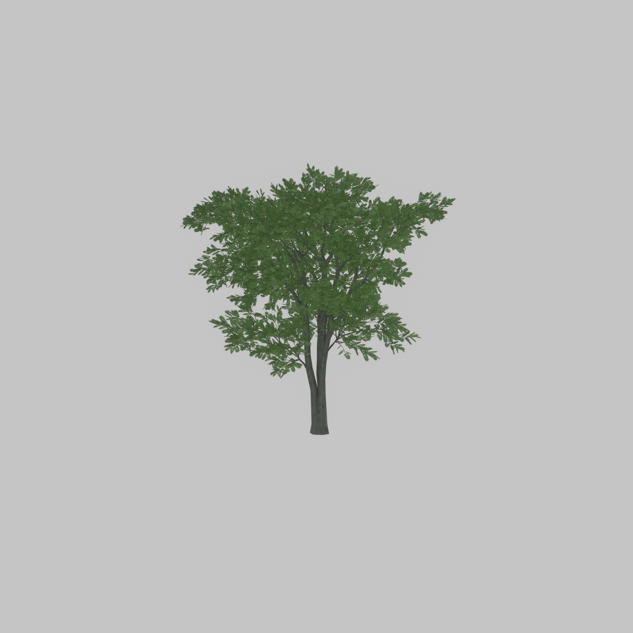 Japanese pagoda tree summer 12000mm Low-poly 3D model_27