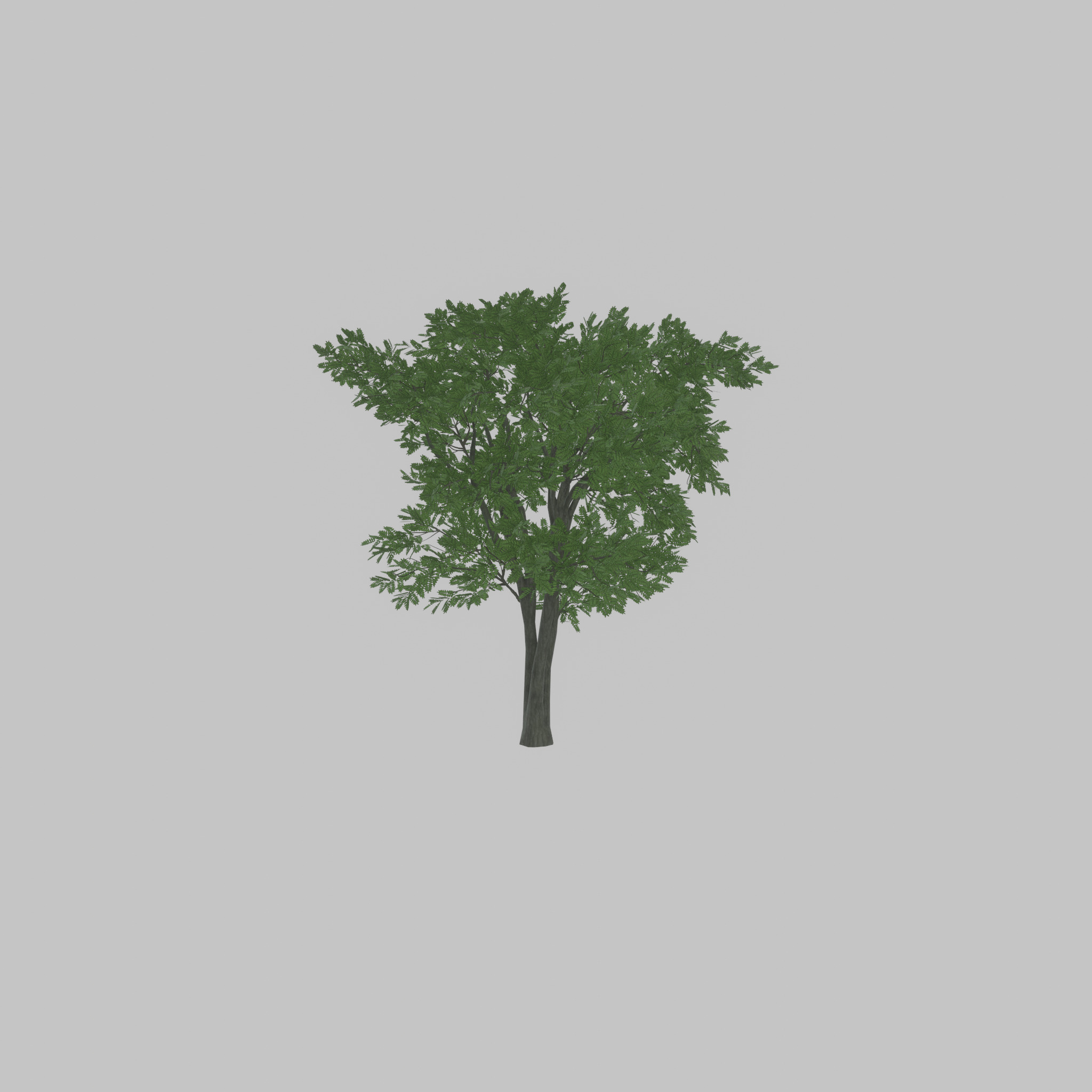 Japanese pagoda tree summer 12000mm Low-poly 3D model_44