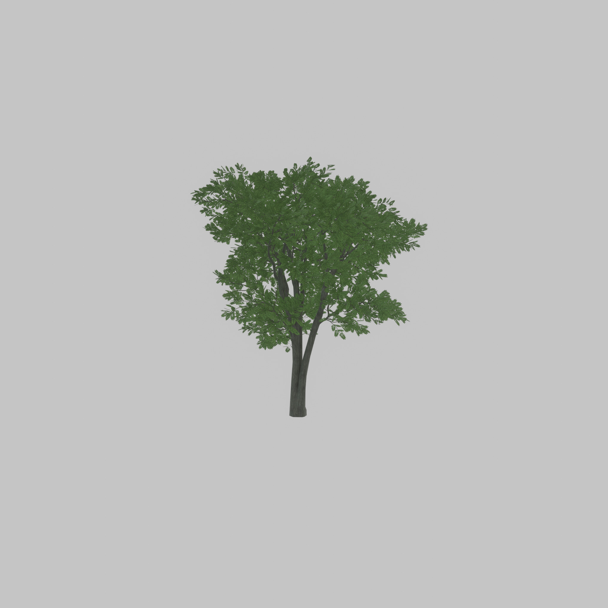 Japanese pagoda tree summer 12000mm Low-poly 3D model_38