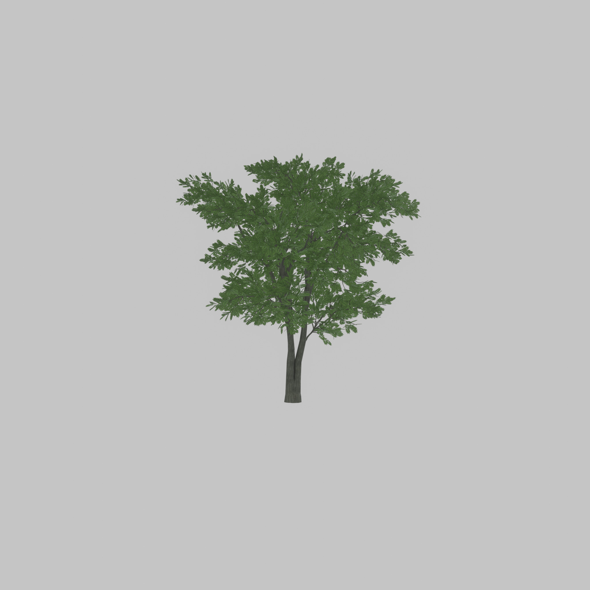 Japanese pagoda tree summer 12000mm Low-poly 3D model_48