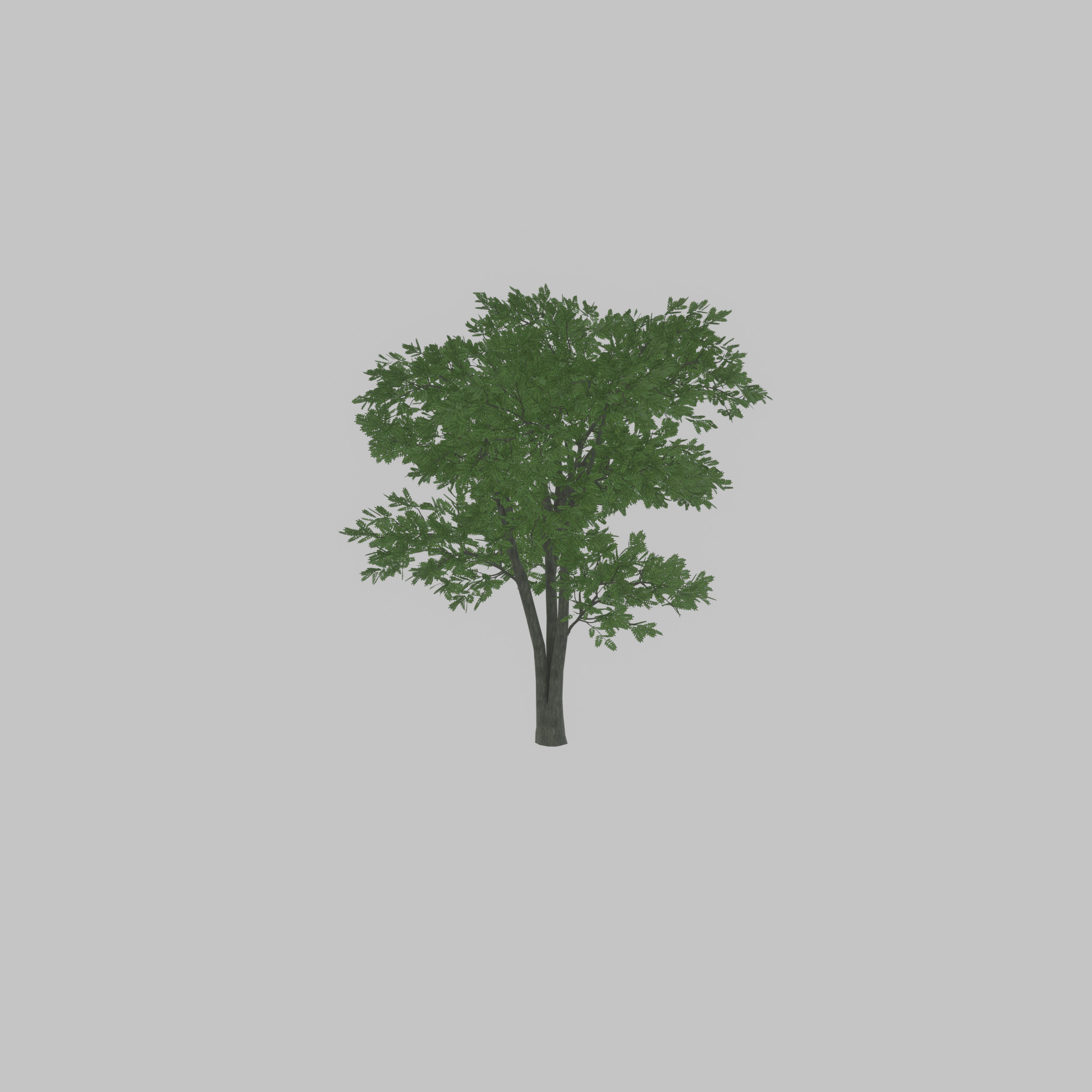 Japanese pagoda tree summer 12000mm Low-poly 3D model_43