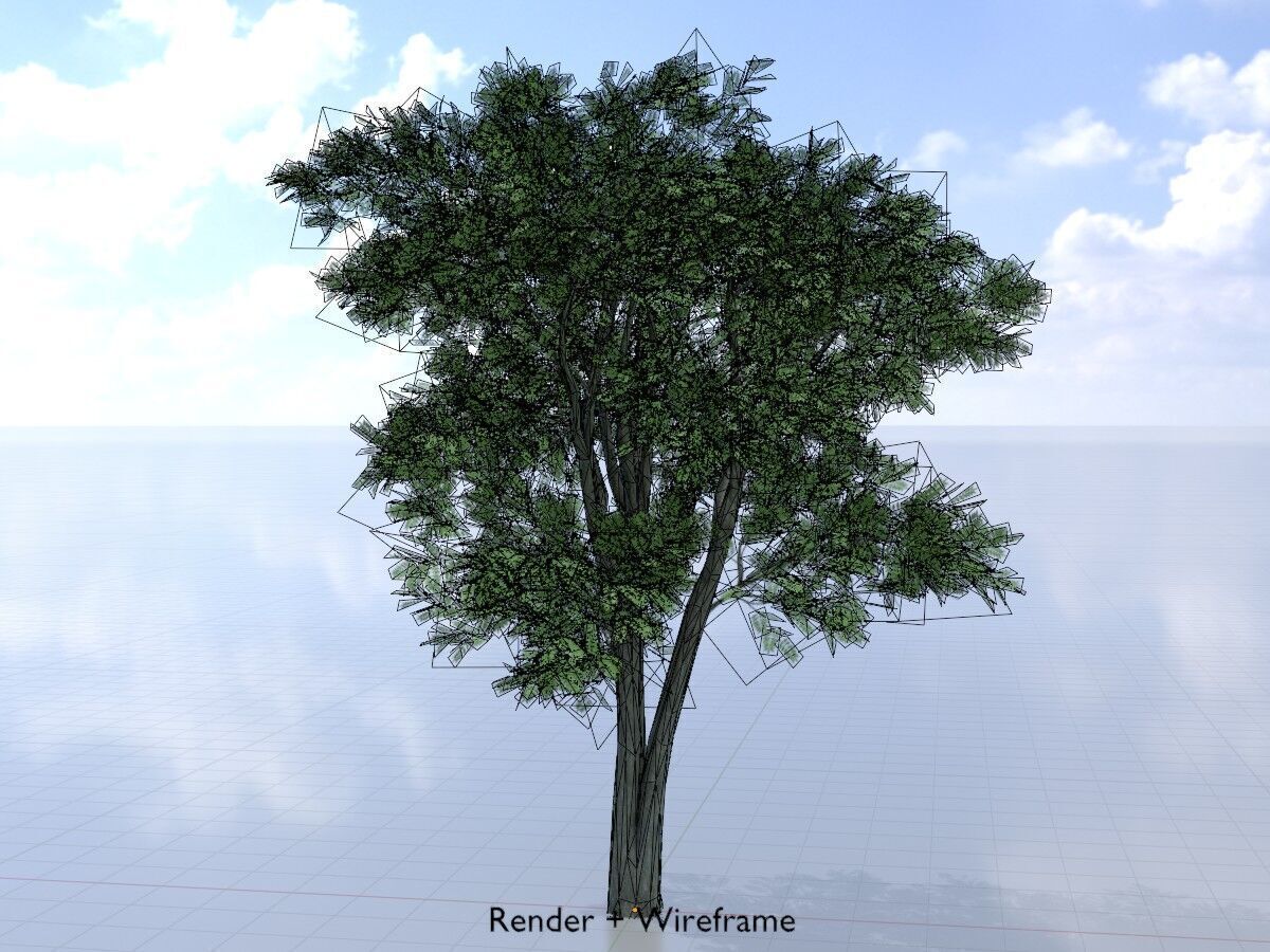 Japanese pagoda tree summer 12000mm Low-poly 3D model_5