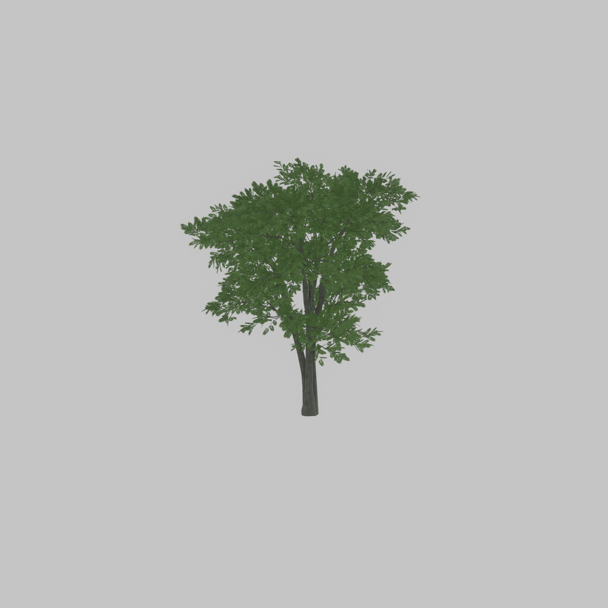 Japanese pagoda tree summer 12000mm Low-poly 3D model_54