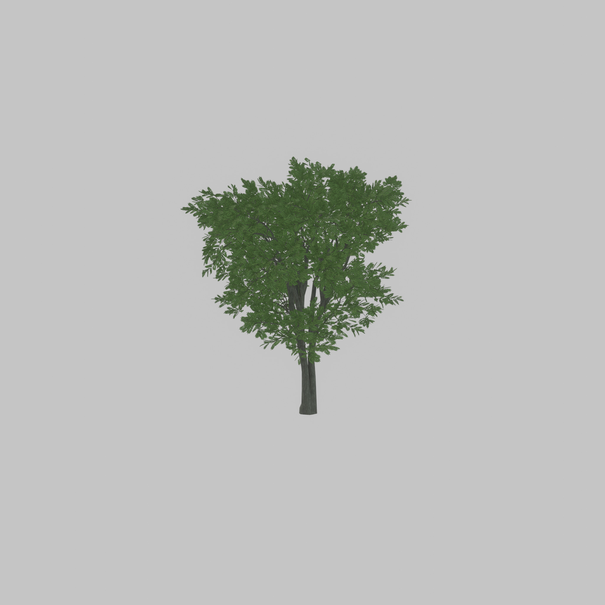 Japanese pagoda tree summer 12000mm Low-poly 3D model_22