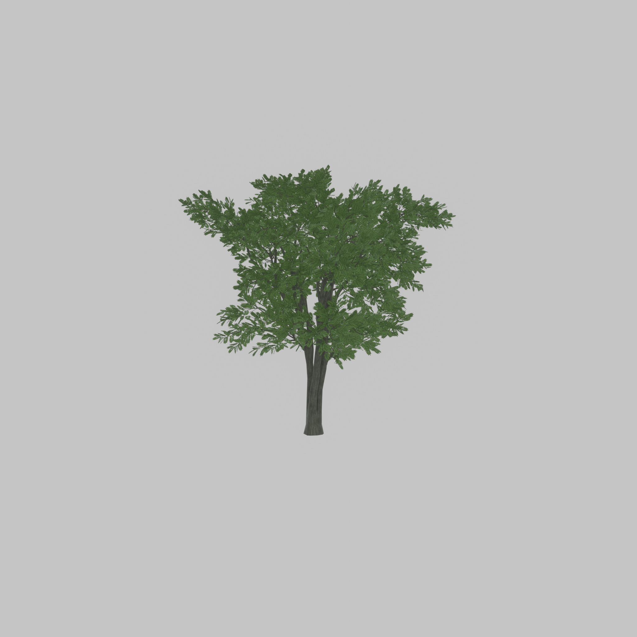 Japanese pagoda tree summer 12000mm Low-poly 3D model_45