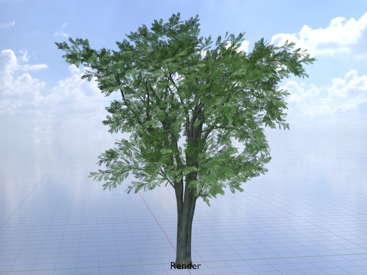 Japanese pagoda tree summer 12000mm Low-poly 3D model_18