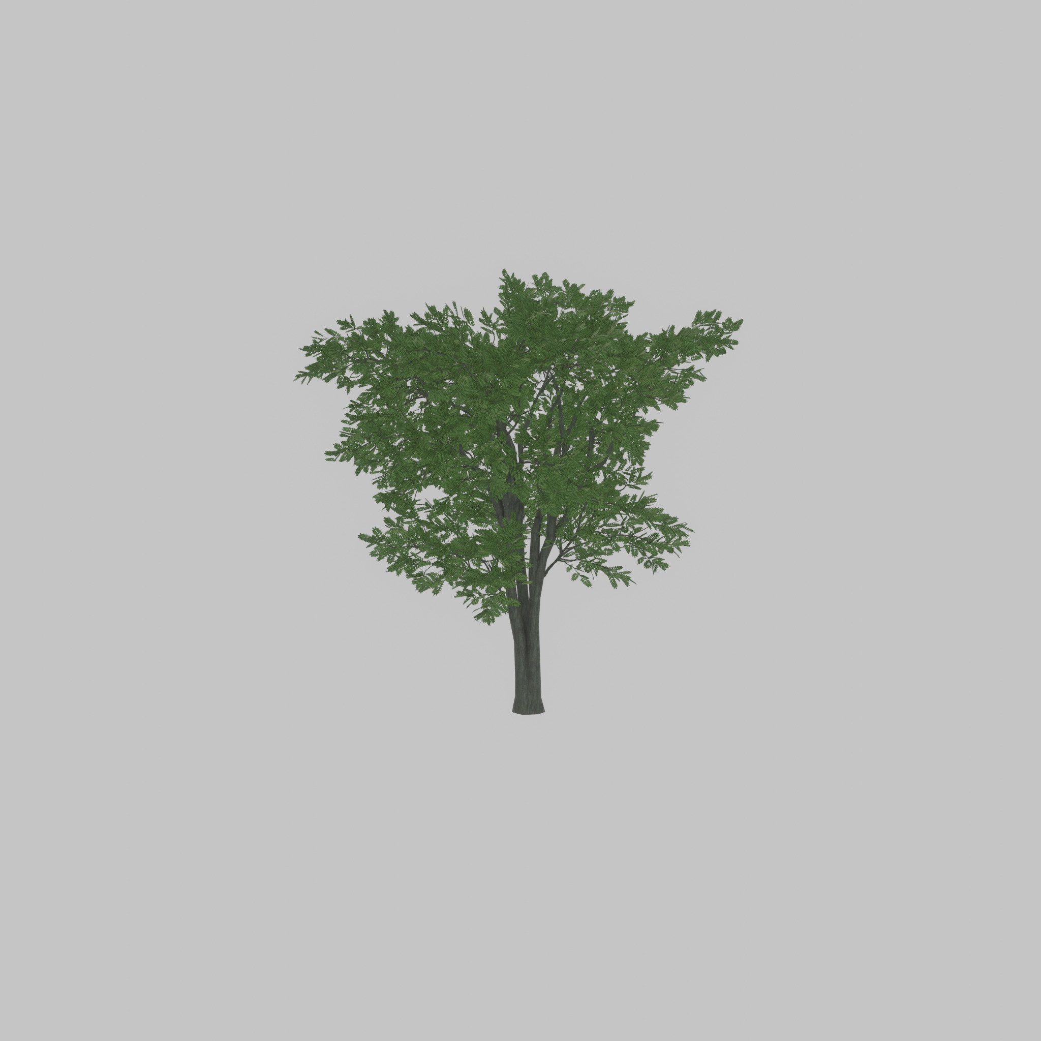 Japanese pagoda tree summer 12000mm Low-poly 3D model_25