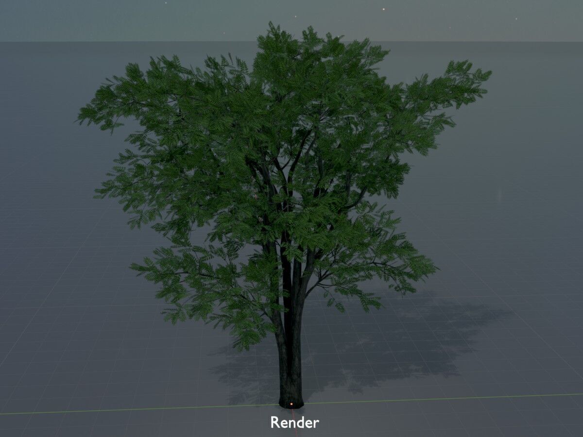 Japanese pagoda tree summer 12000mm Low-poly 3D model_16