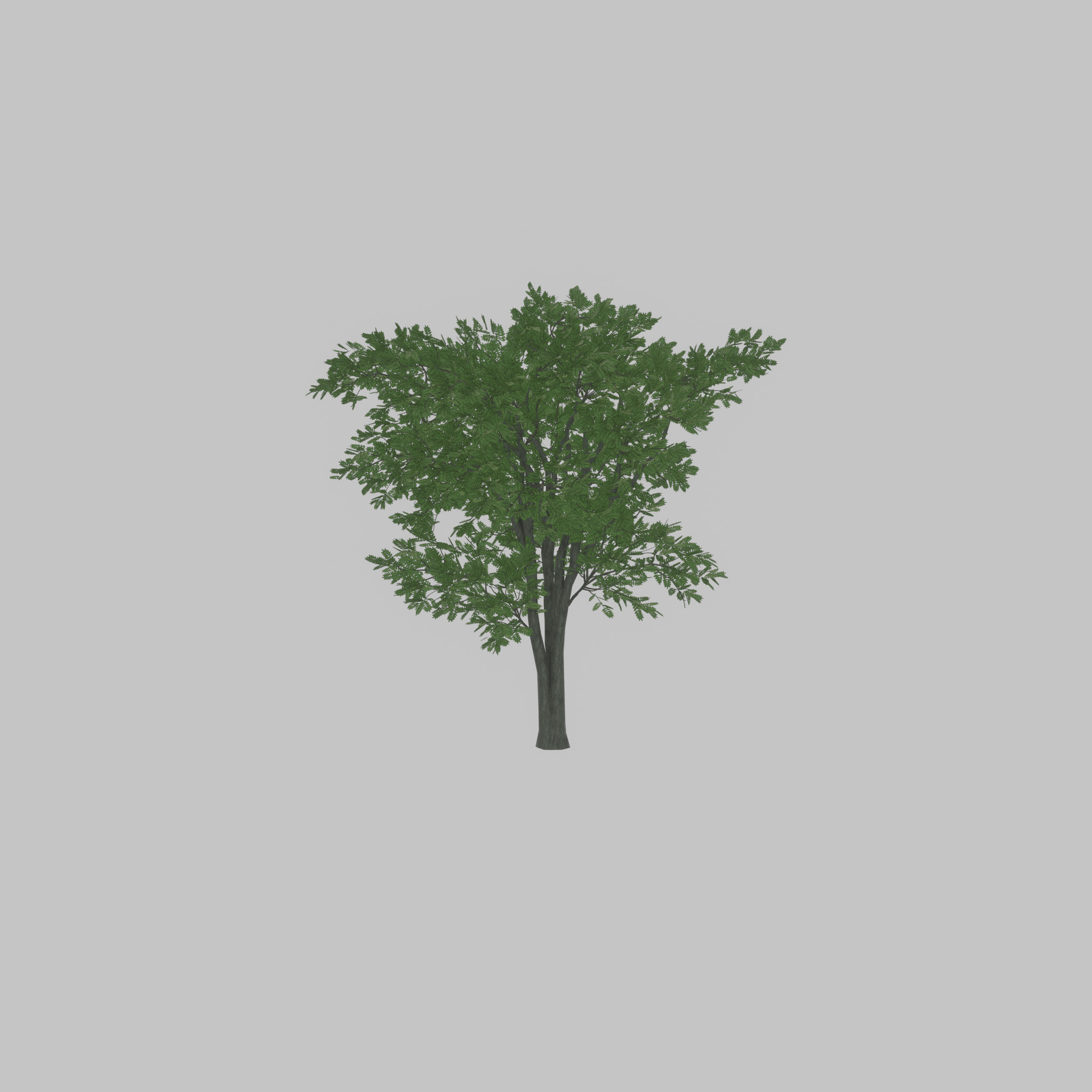 Japanese pagoda tree summer 12000mm Low-poly 3D model_26