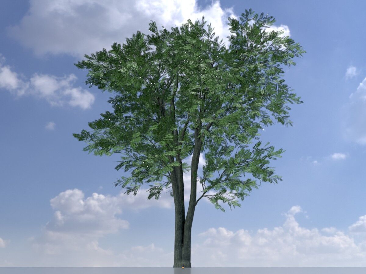 Japanese pagoda tree summer 12000mm Low-poly 3D model_3