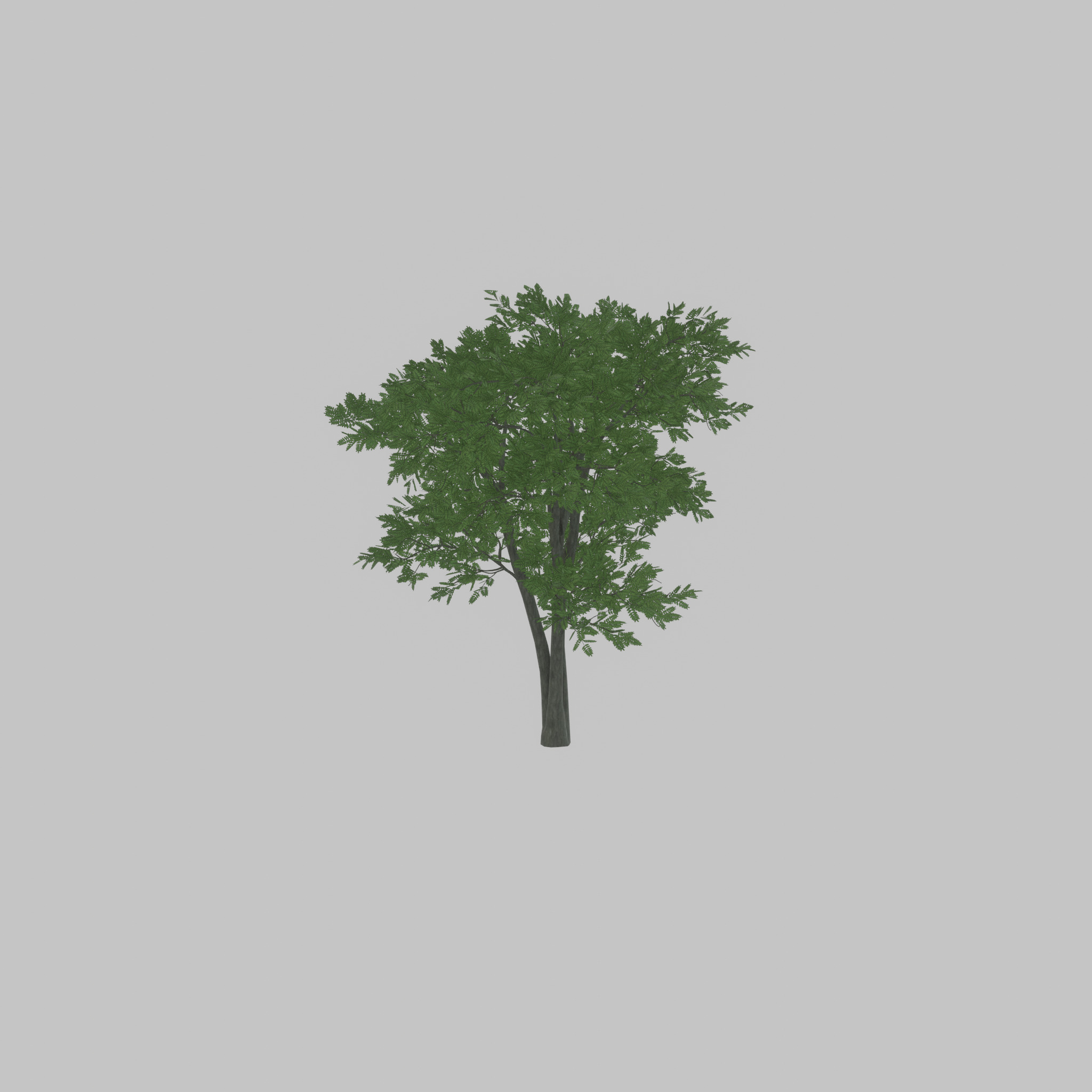 Japanese pagoda tree summer 12000mm Low-poly 3D model_53