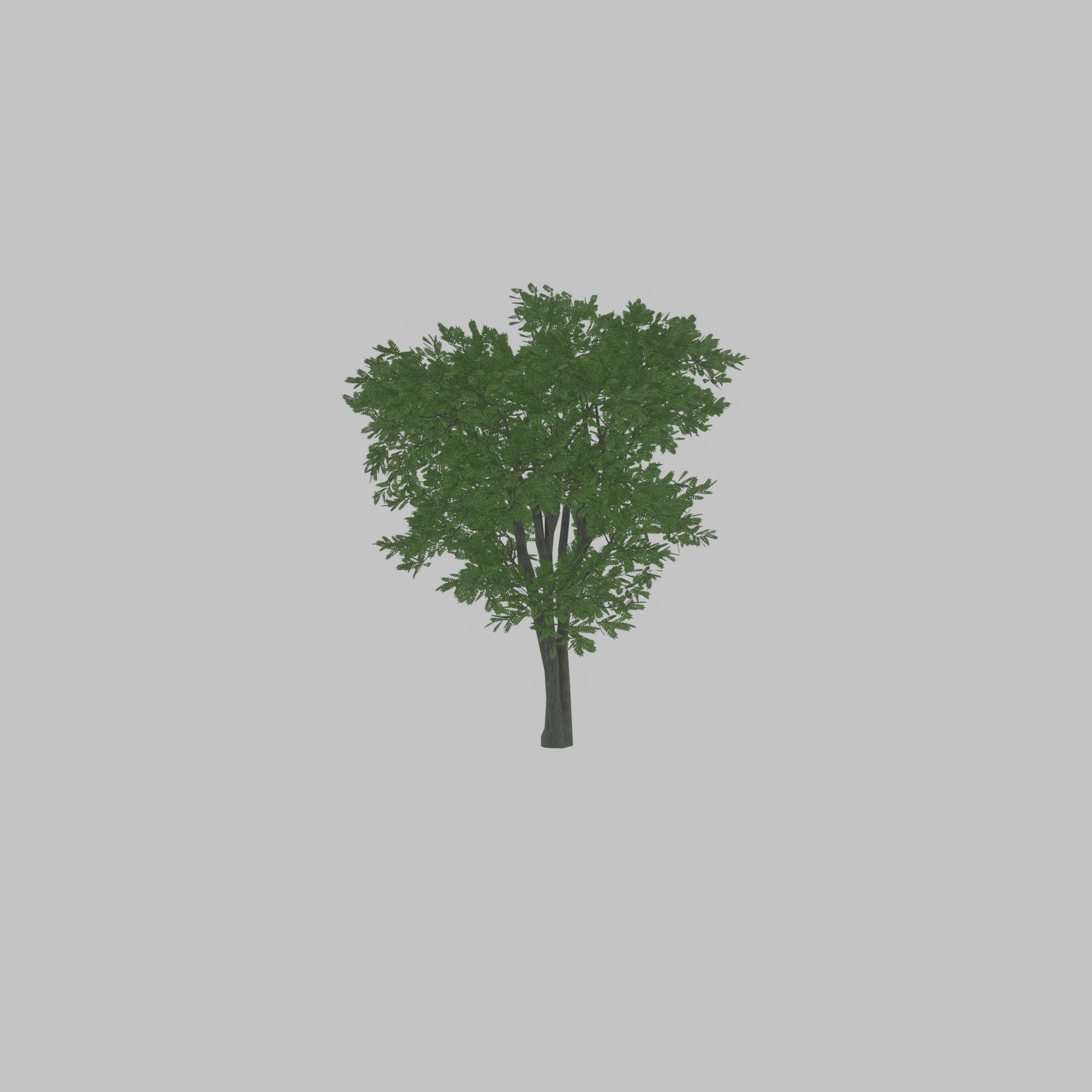Japanese pagoda tree summer 12000mm Low-poly 3D model_56