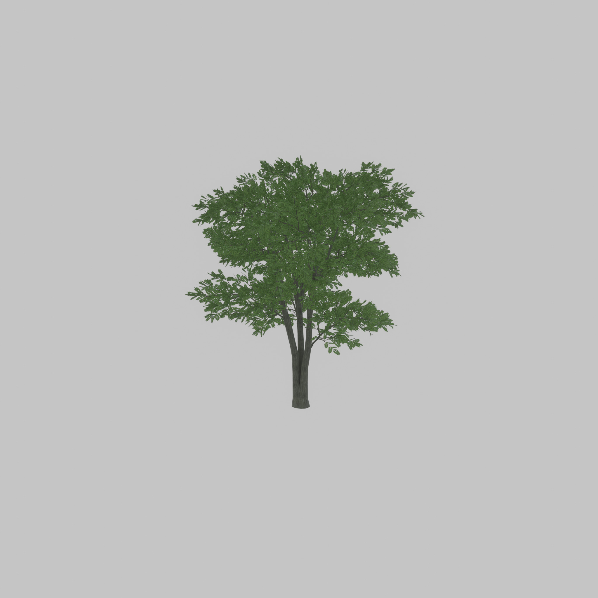 Japanese pagoda tree summer 12000mm Low-poly 3D model_32