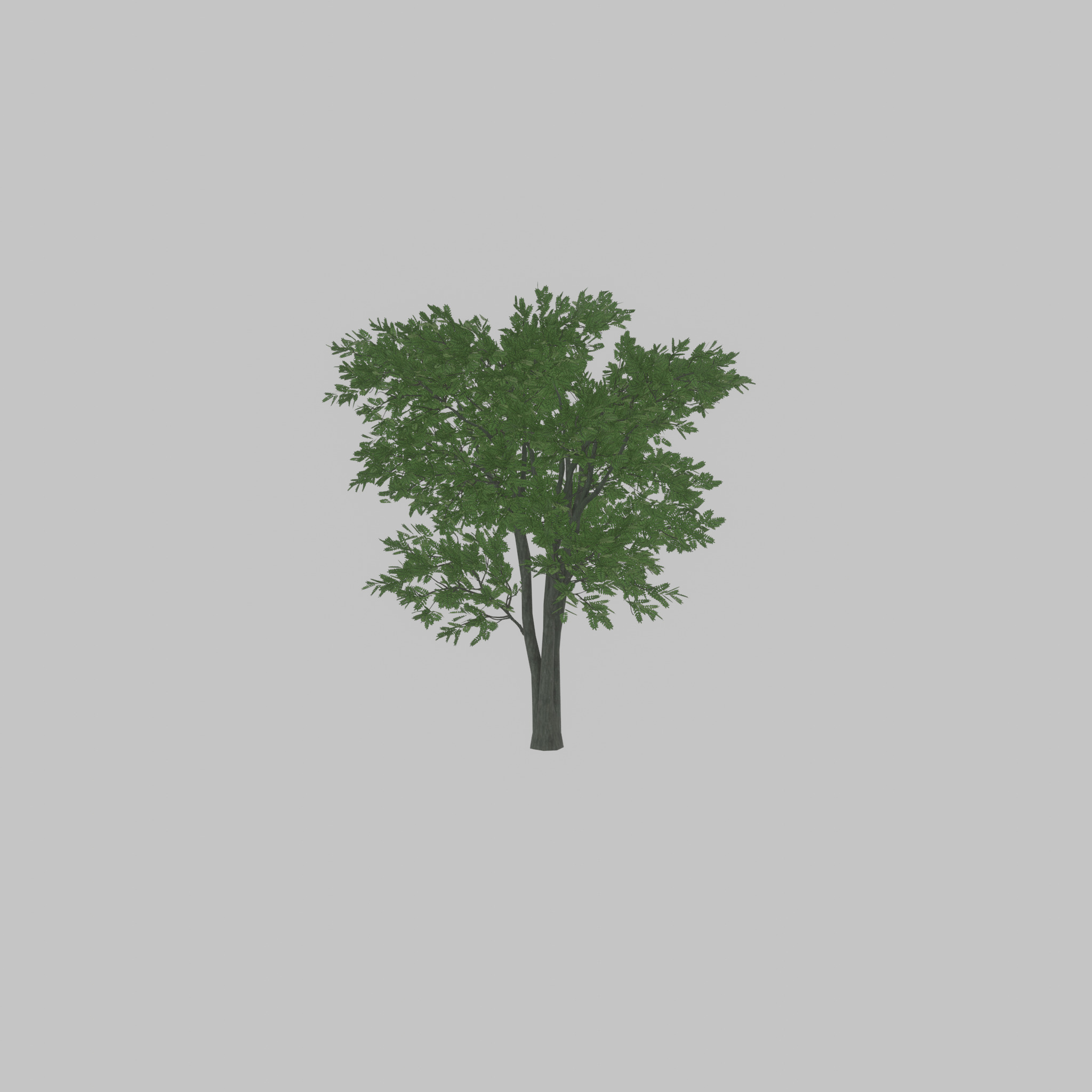 Japanese pagoda tree summer 12000mm Low-poly 3D model_30
