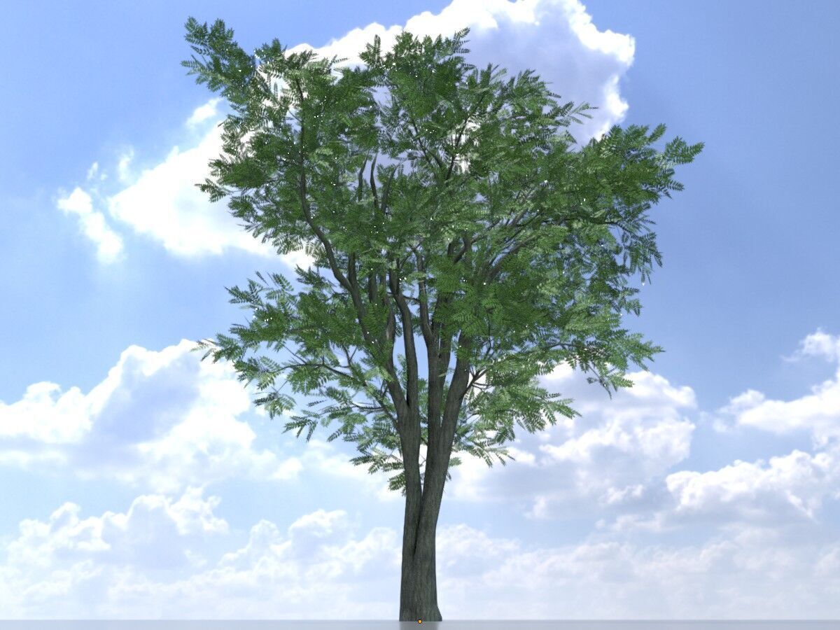 Japanese pagoda tree summer 12000mm Low-poly 3D model_2