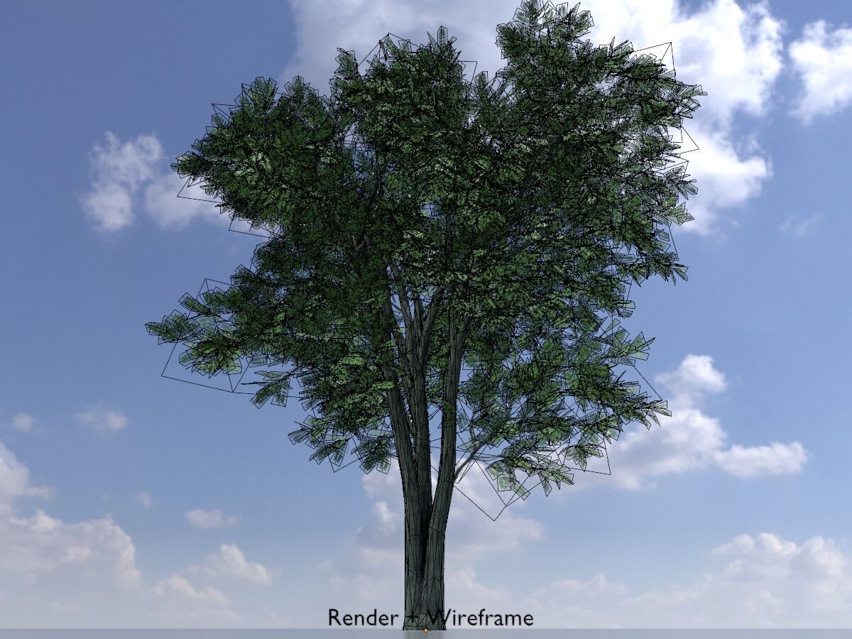 Japanese pagoda tree summer 12000mm Low-poly 3D model_6