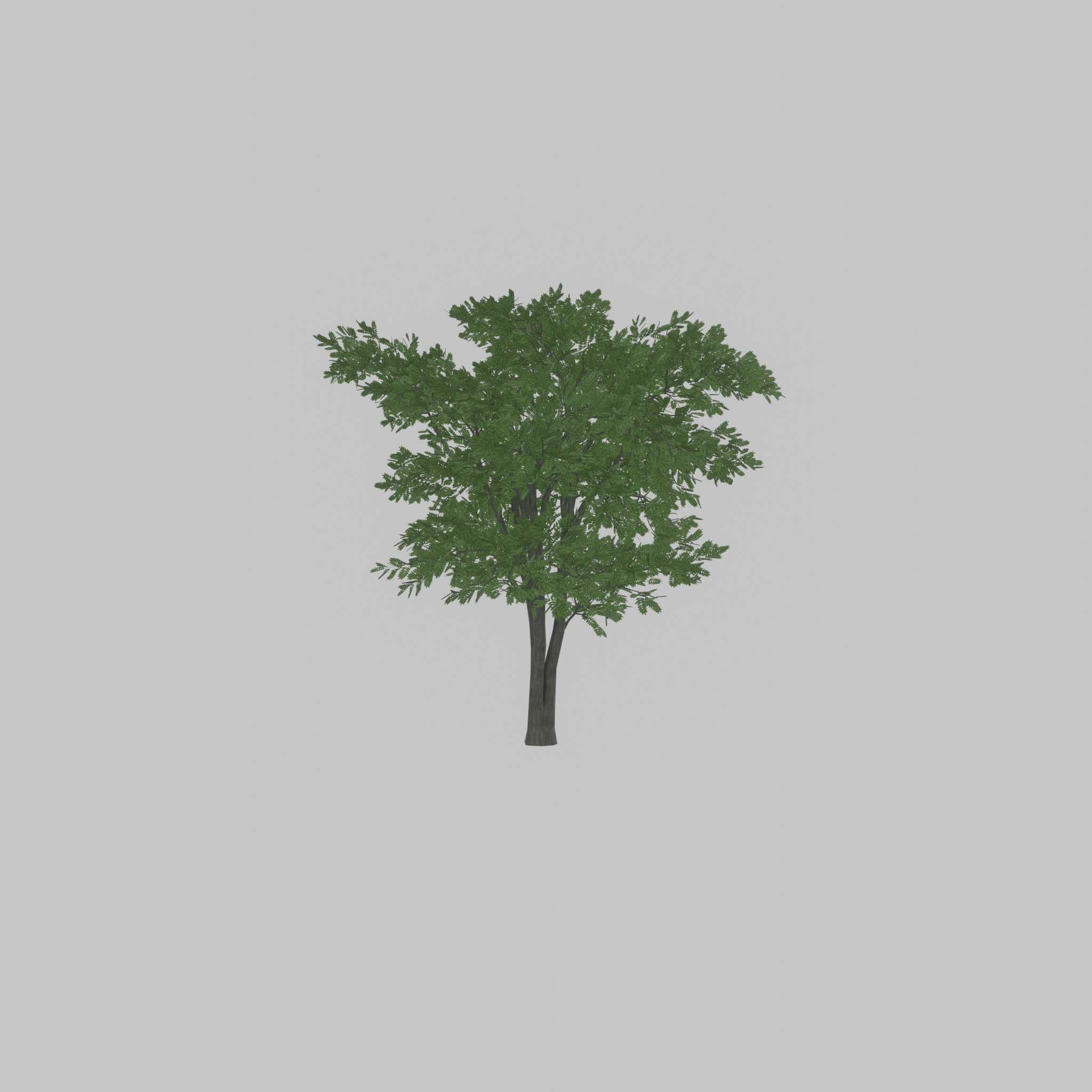 Japanese pagoda tree summer 12000mm Low-poly 3D model_47