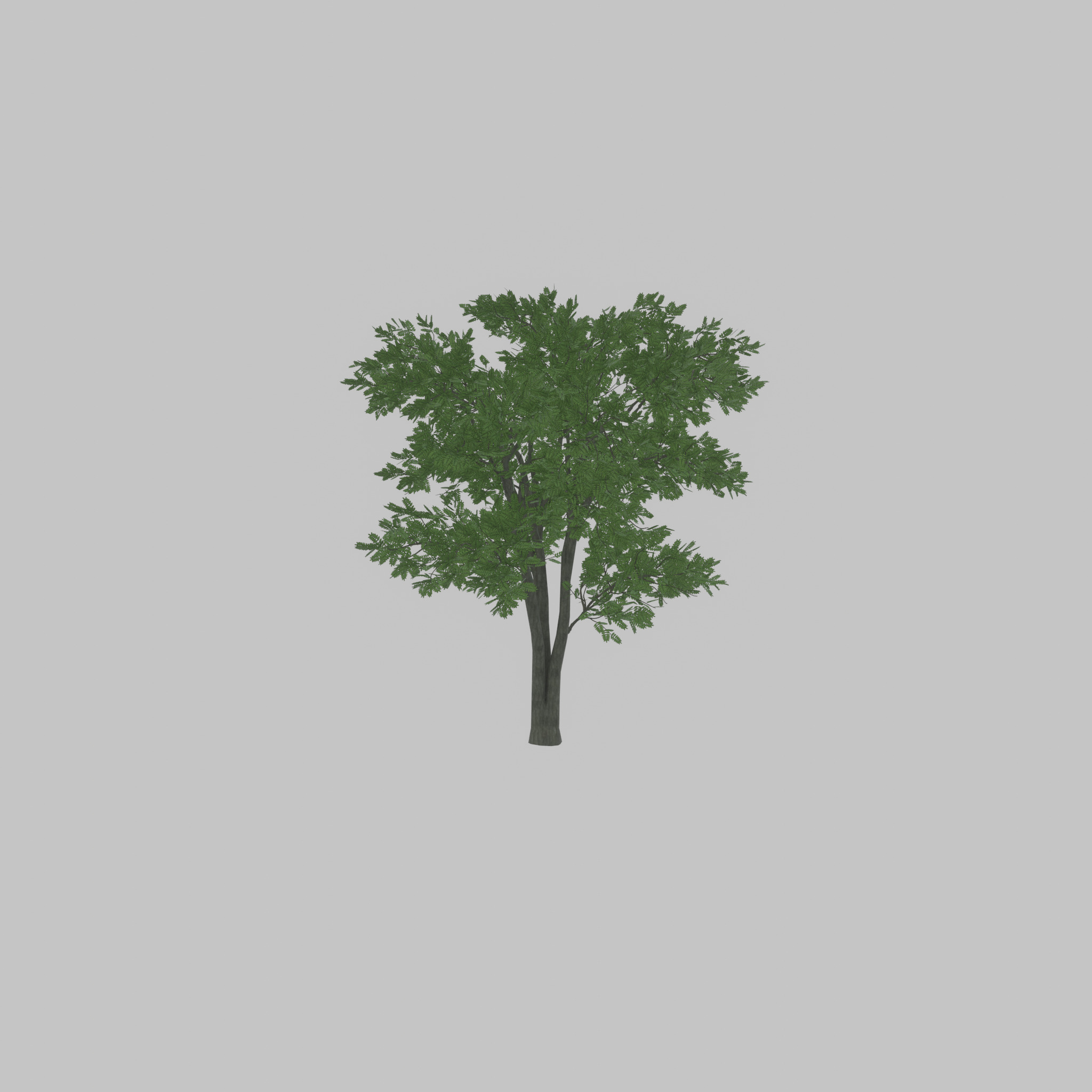 Japanese pagoda tree summer 12000mm Low-poly 3D model_50