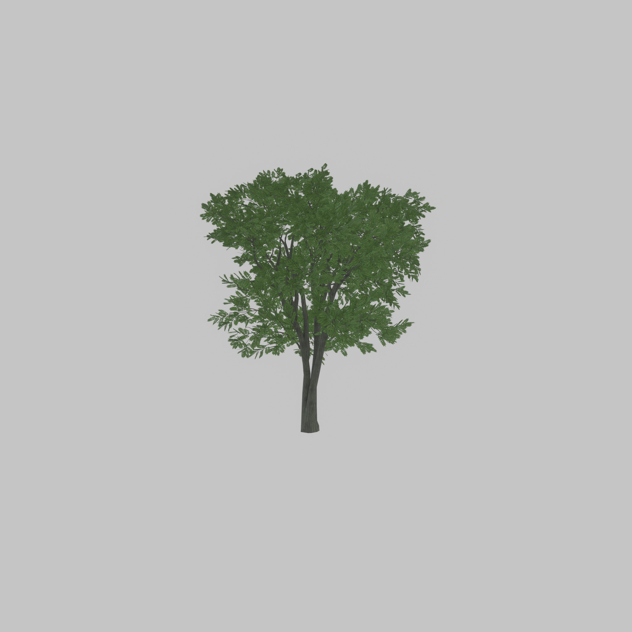 Japanese pagoda tree summer 12000mm Low-poly 3D model_41