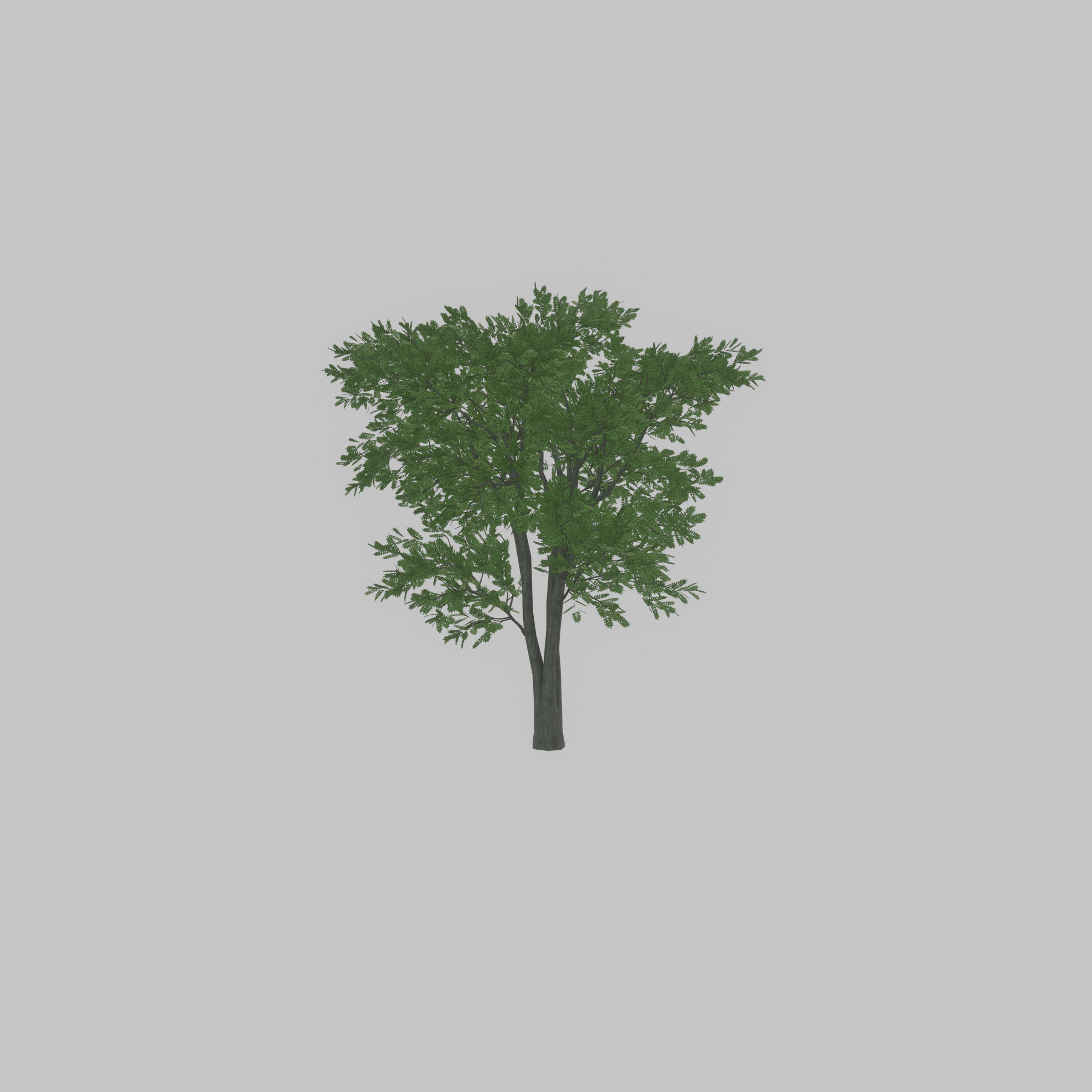 Japanese pagoda tree summer 12000mm Low-poly 3D model_29