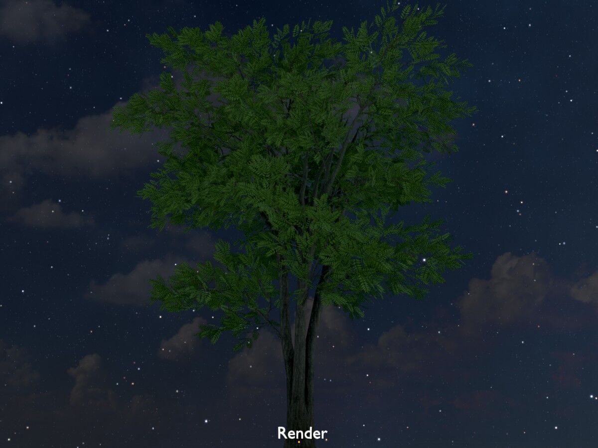 Japanese pagoda tree summer 12000mm Low-poly 3D model_20