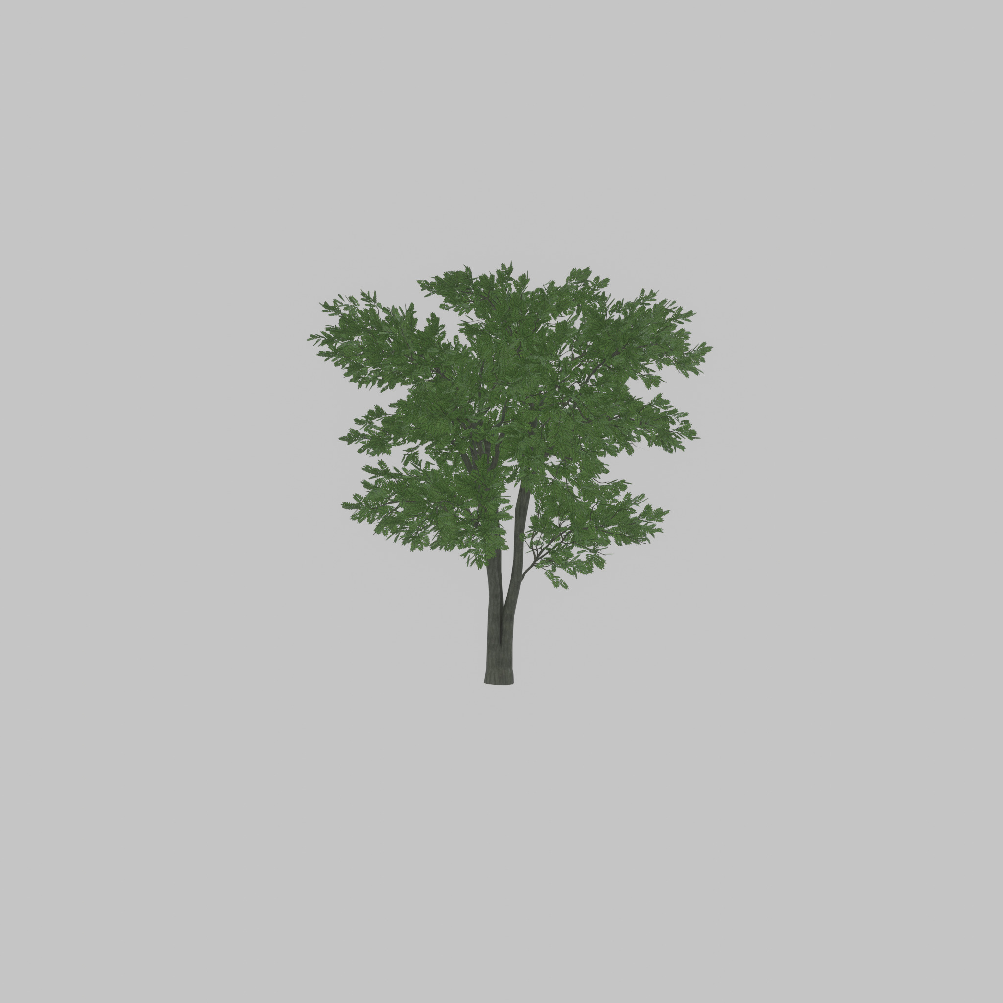 Japanese pagoda tree summer 12000mm Low-poly 3D model_49