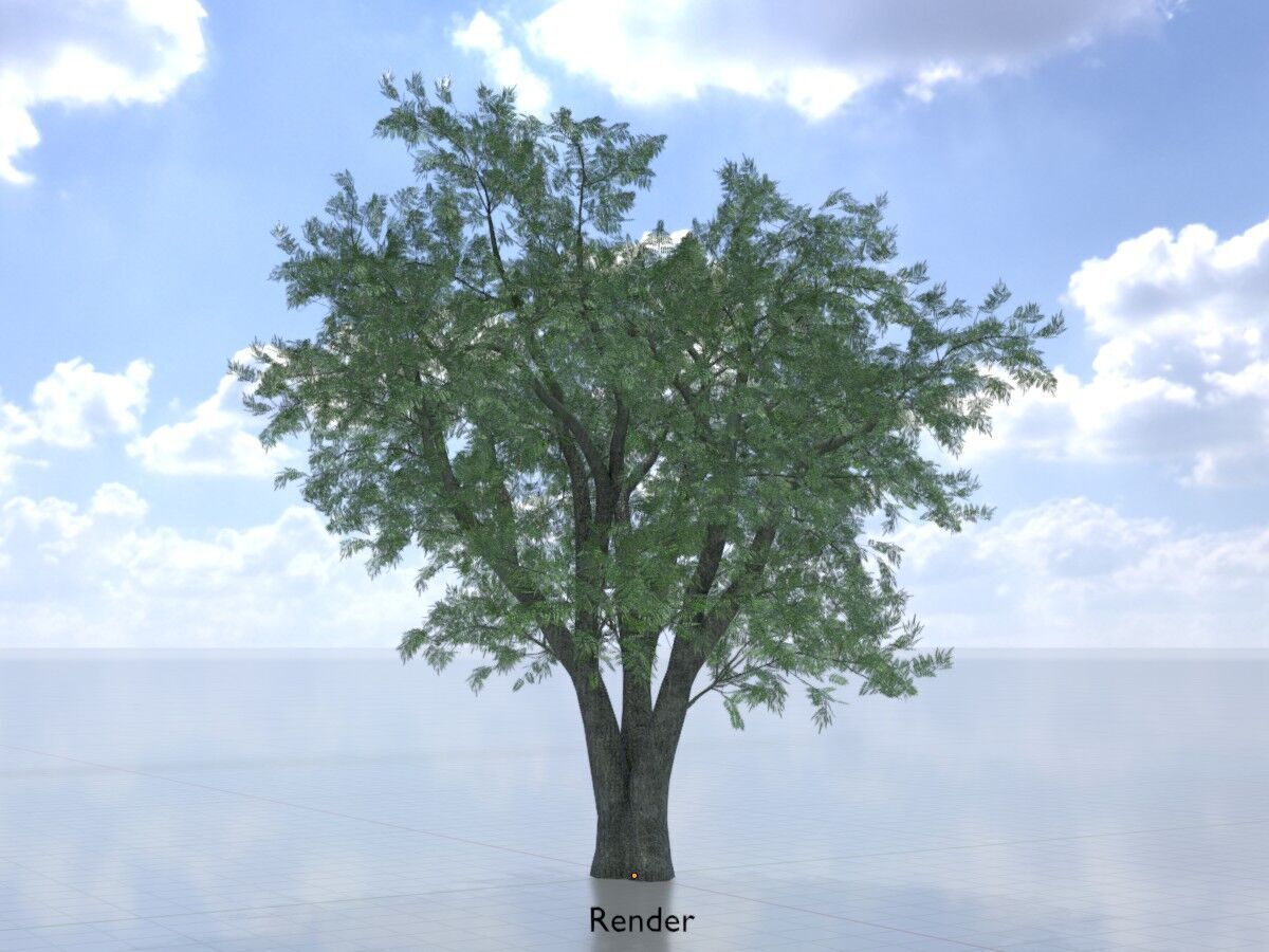 Japanese pagoda tree summer 16000mm Low-poly 3D model_13