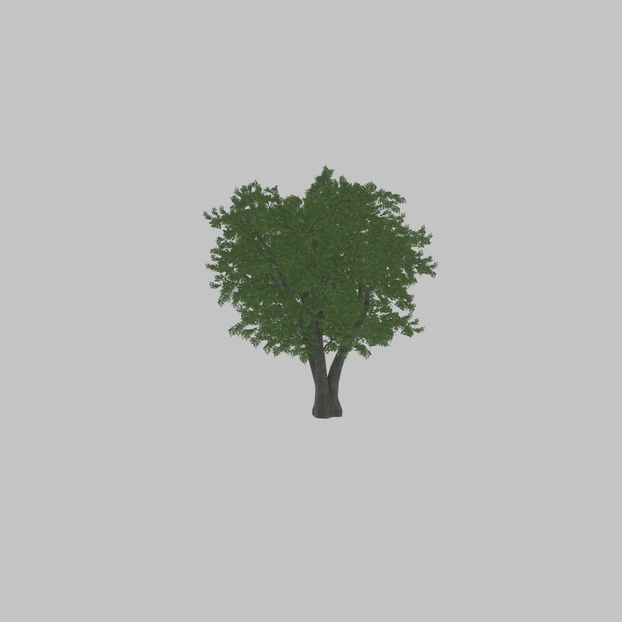 Japanese pagoda tree summer 16000mm Low-poly 3D model_54