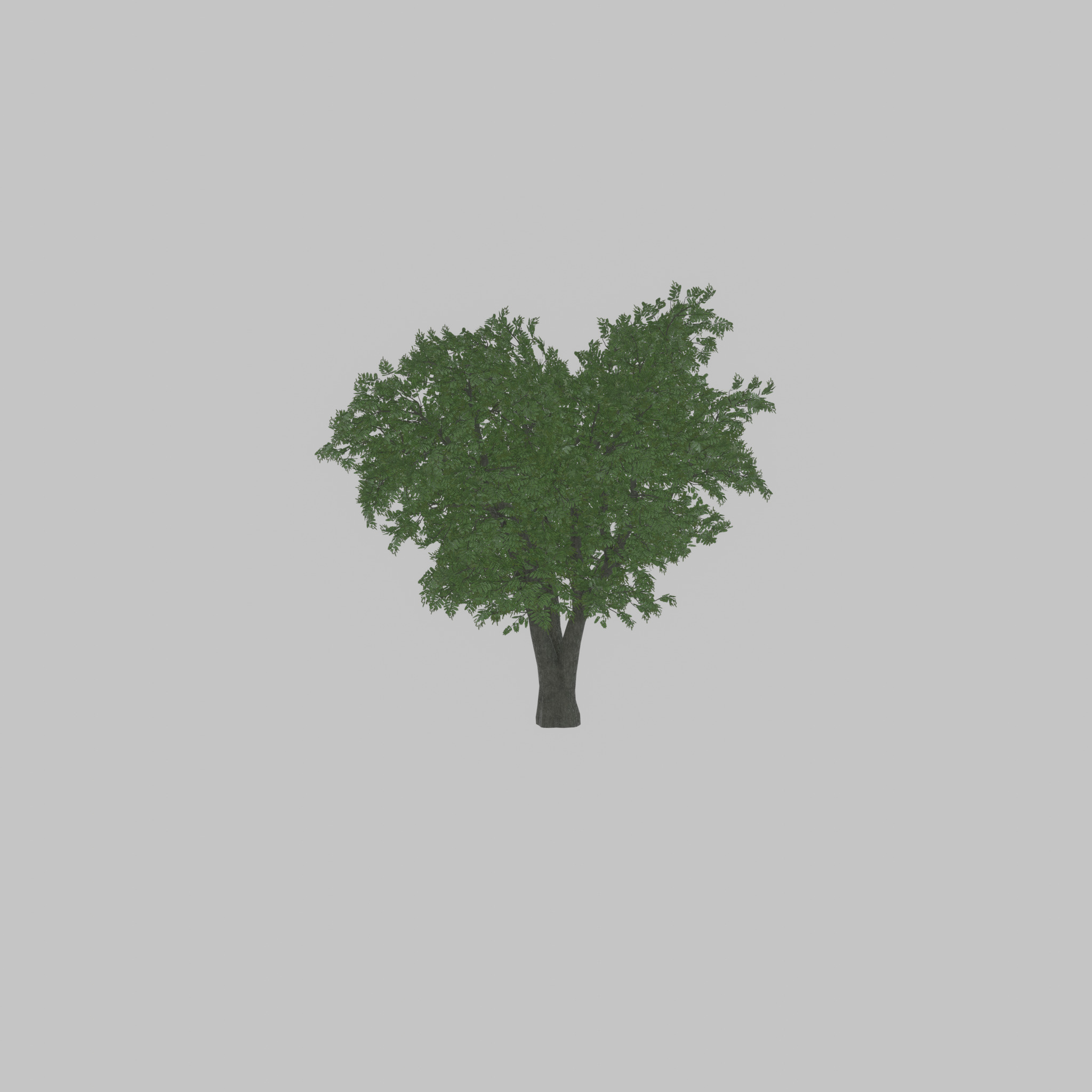 Japanese pagoda tree summer 16000mm Low-poly 3D model_49