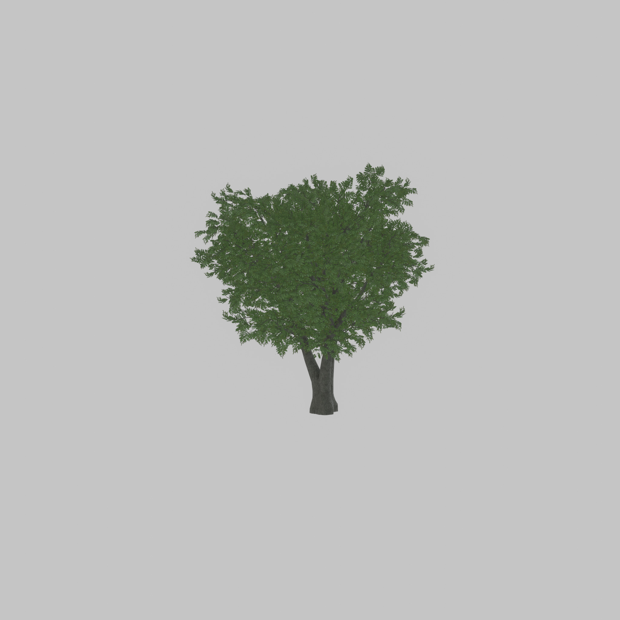 Japanese pagoda tree summer 16000mm Low-poly 3D model_43