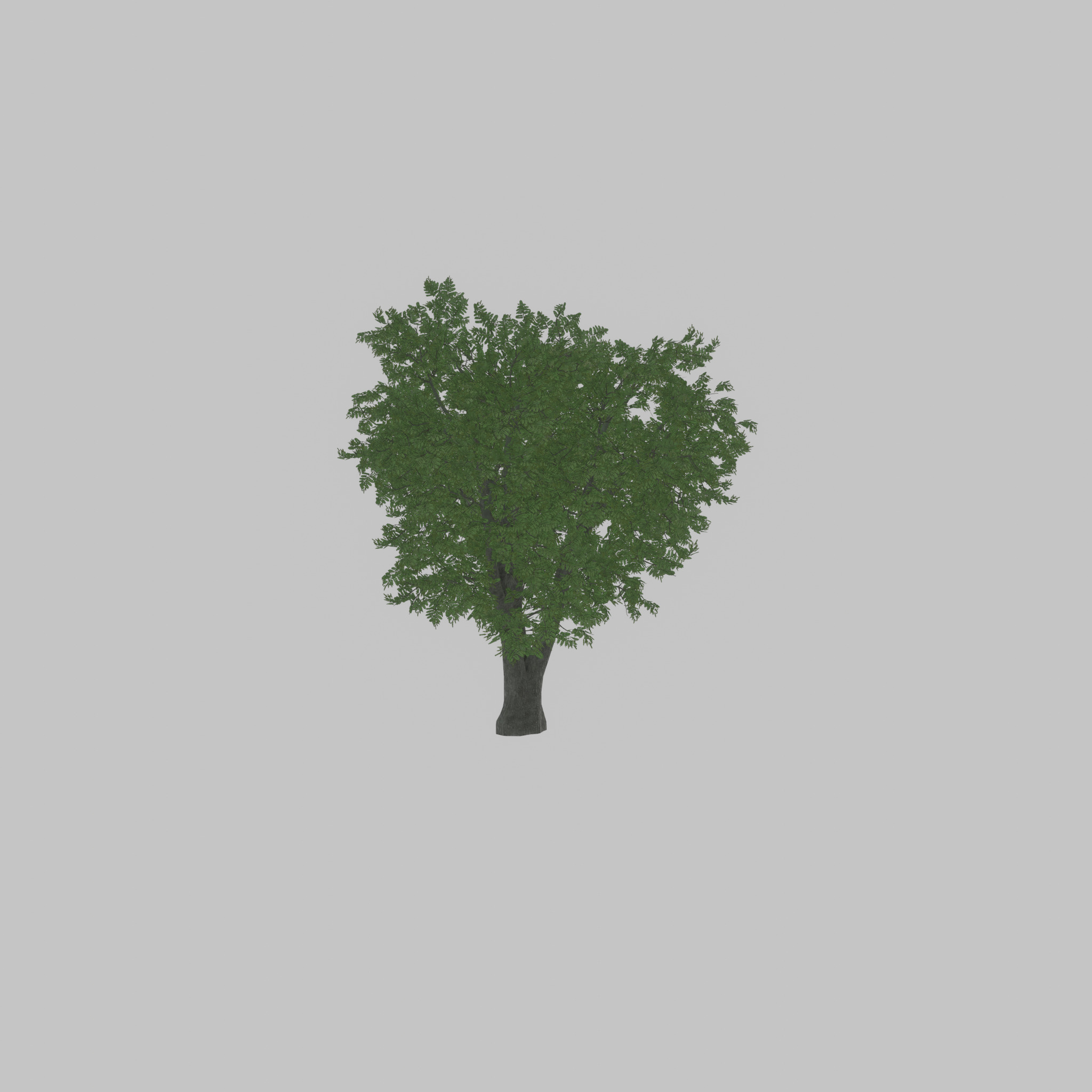 Japanese pagoda tree summer 16000mm Low-poly 3D model_34