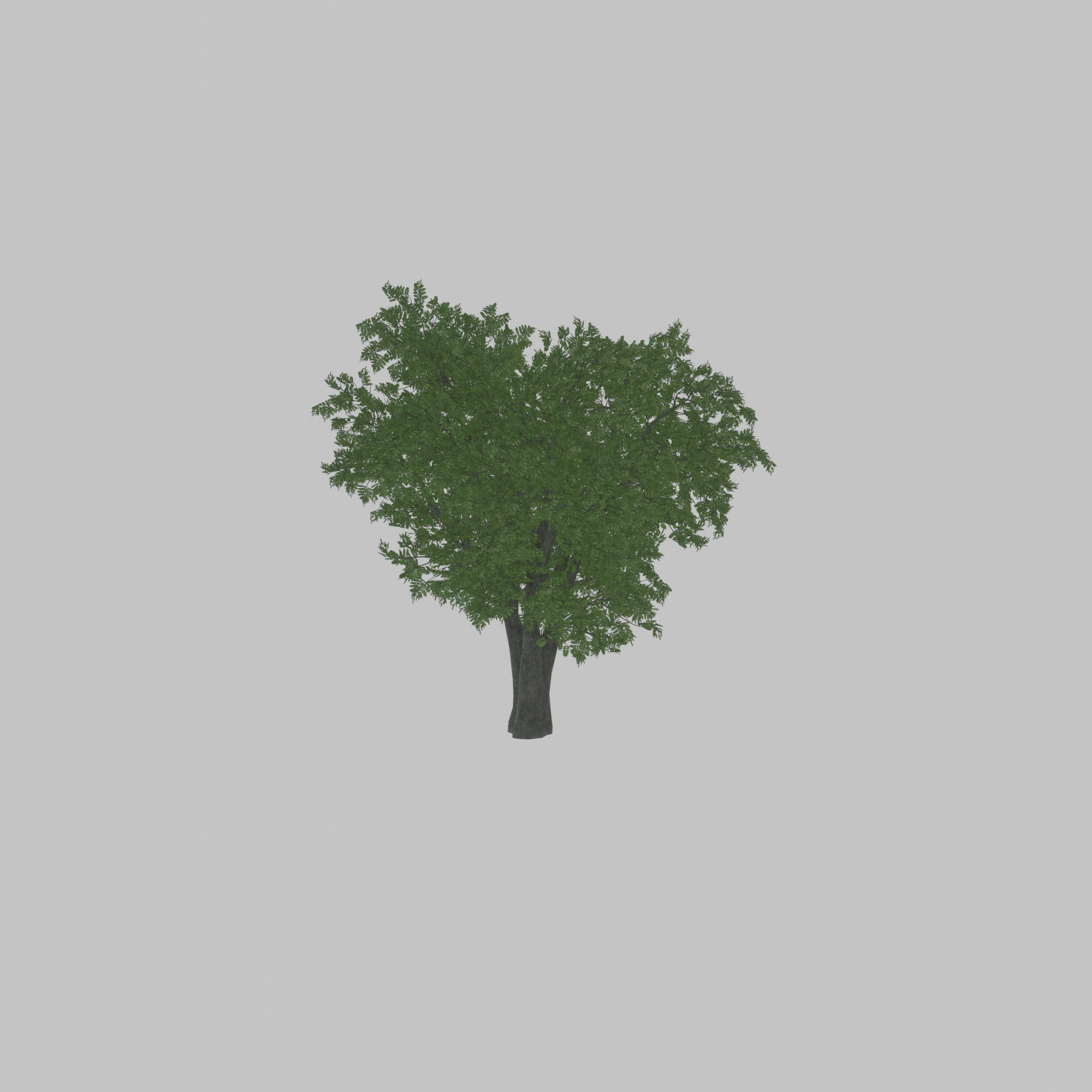 Japanese pagoda tree summer 16000mm Low-poly 3D model_30