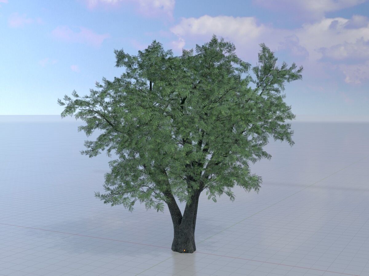 Japanese pagoda tree summer 16000mm Low-poly 3D model_3