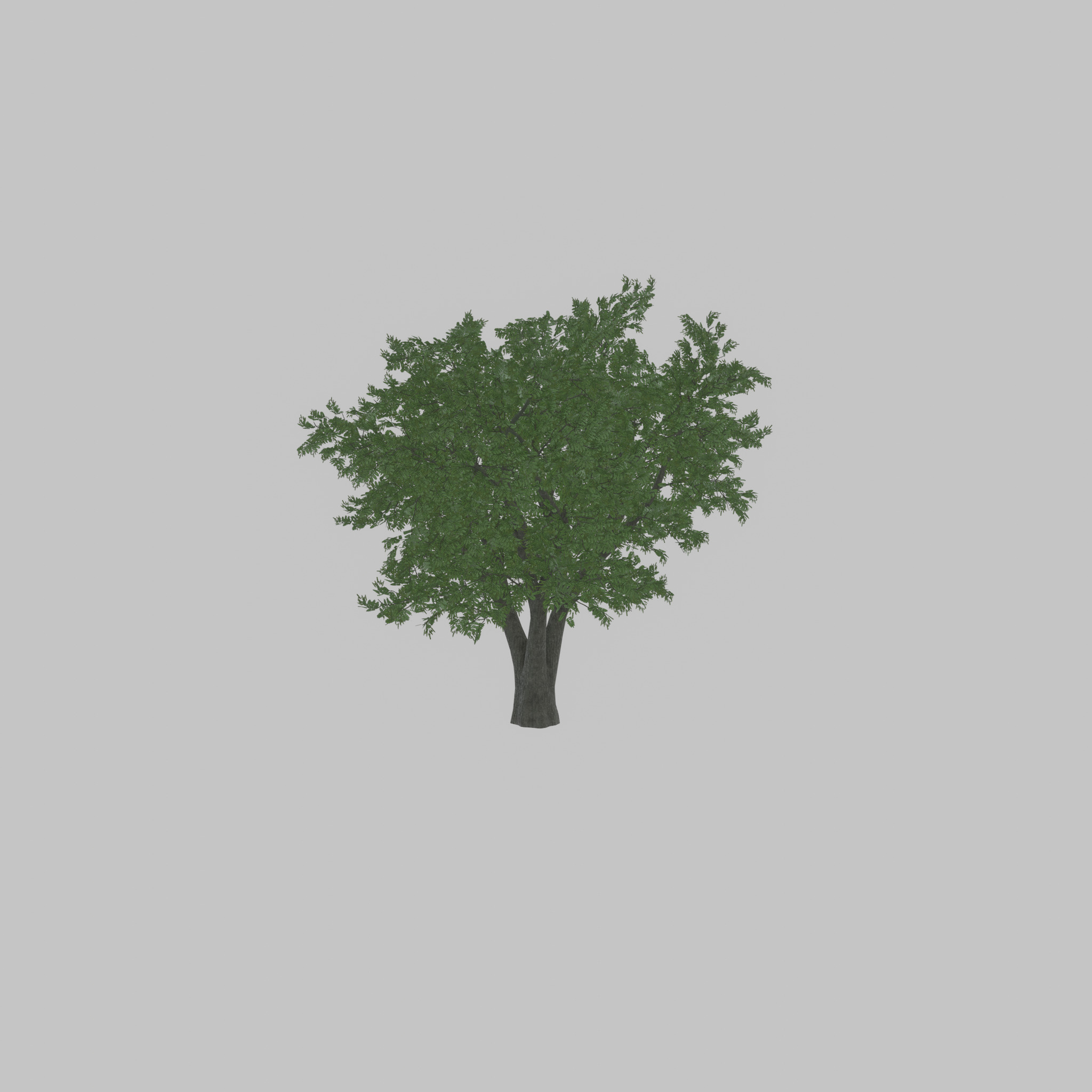 Japanese pagoda tree summer 16000mm Low-poly 3D model_44