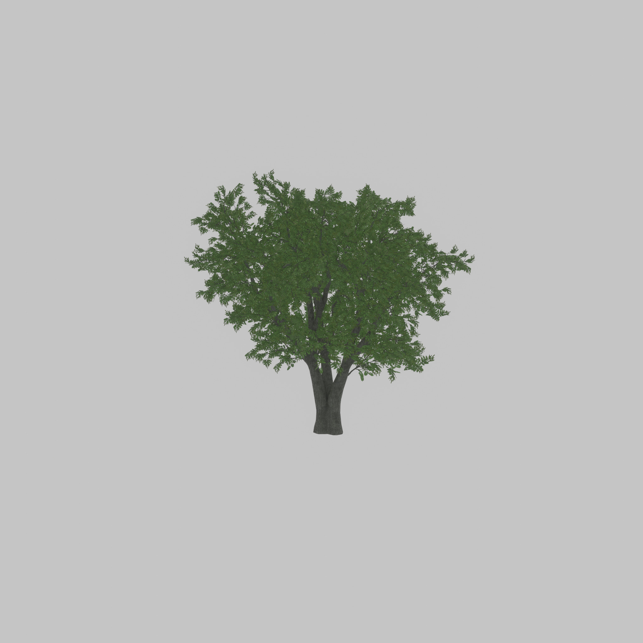 Japanese pagoda tree summer 16000mm Low-poly 3D model_24