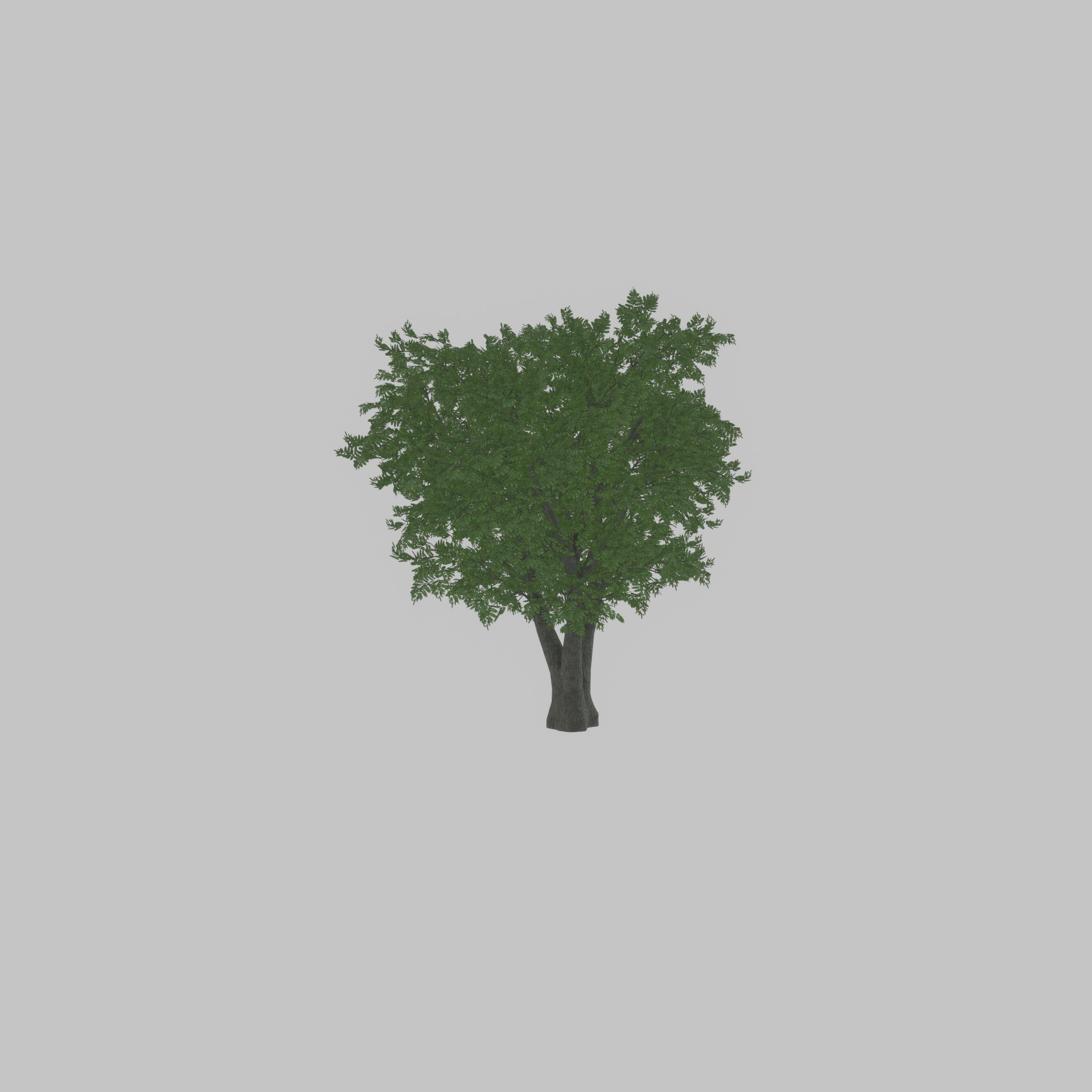 Japanese pagoda tree summer 16000mm Low-poly 3D model_51