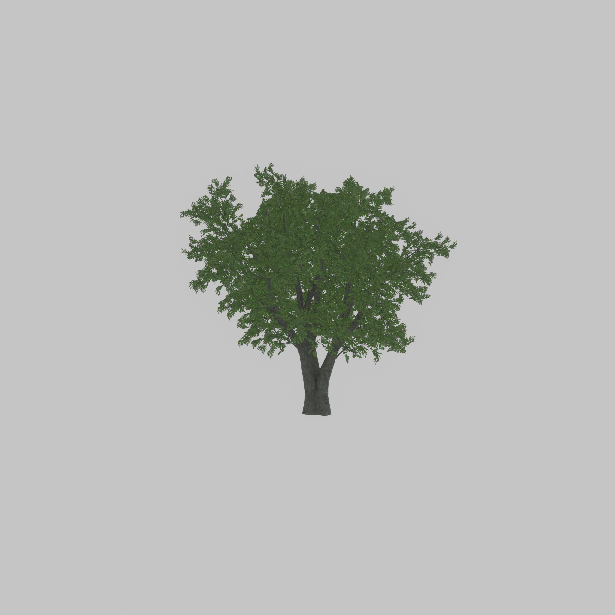 Japanese pagoda tree summer 16000mm Low-poly 3D model_23