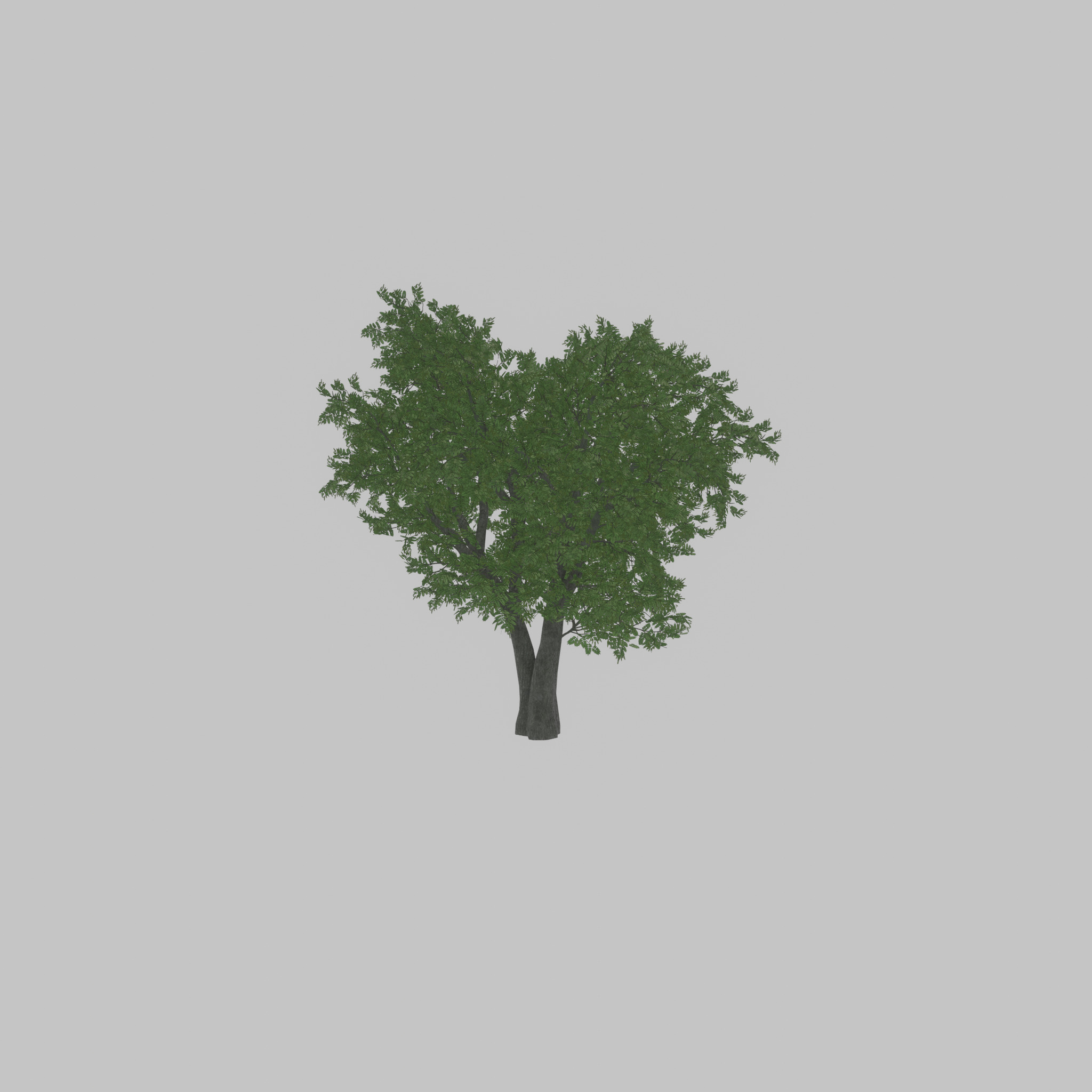Japanese pagoda tree summer 16000mm Low-poly 3D model_28