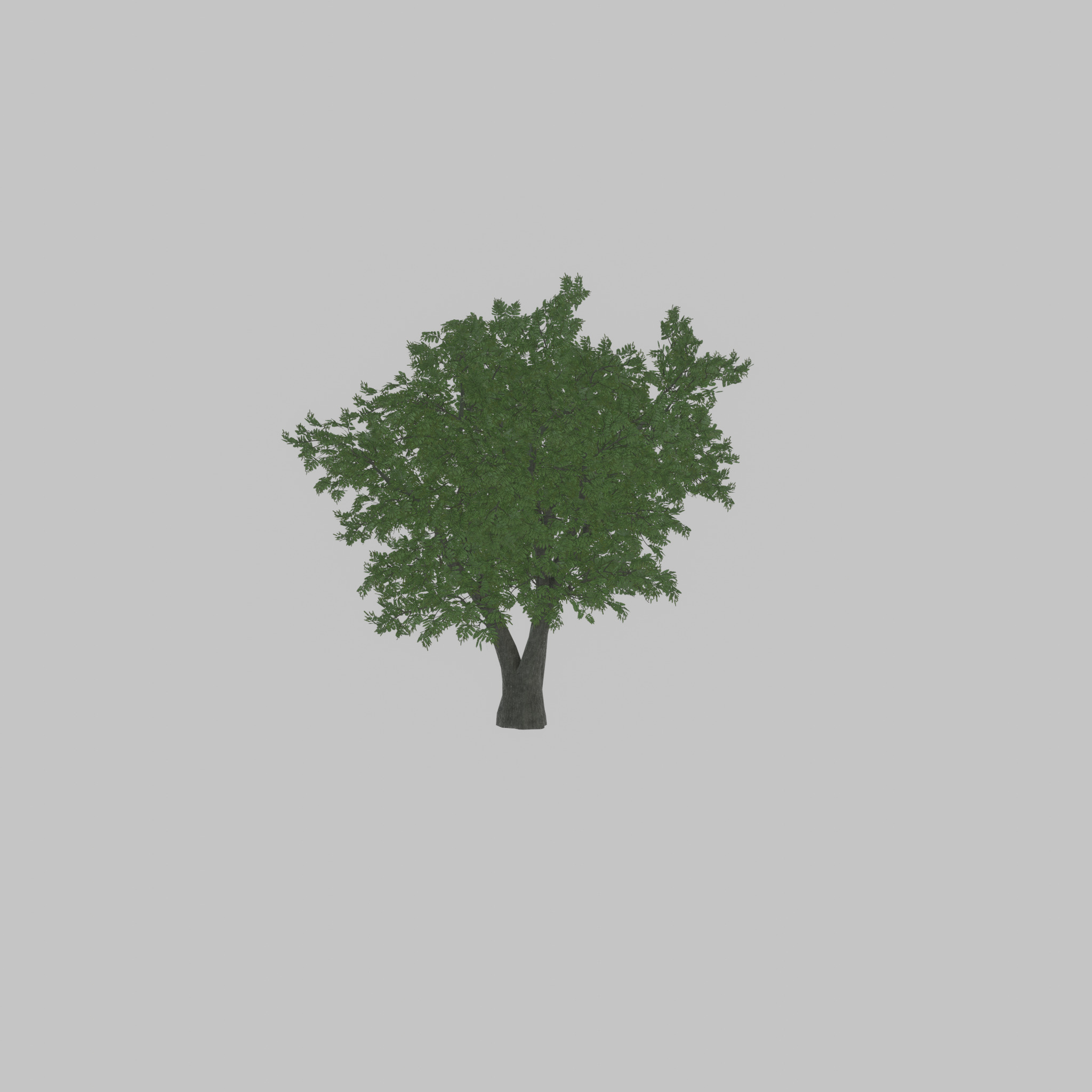 Japanese pagoda tree summer 16000mm Low-poly 3D model_40
