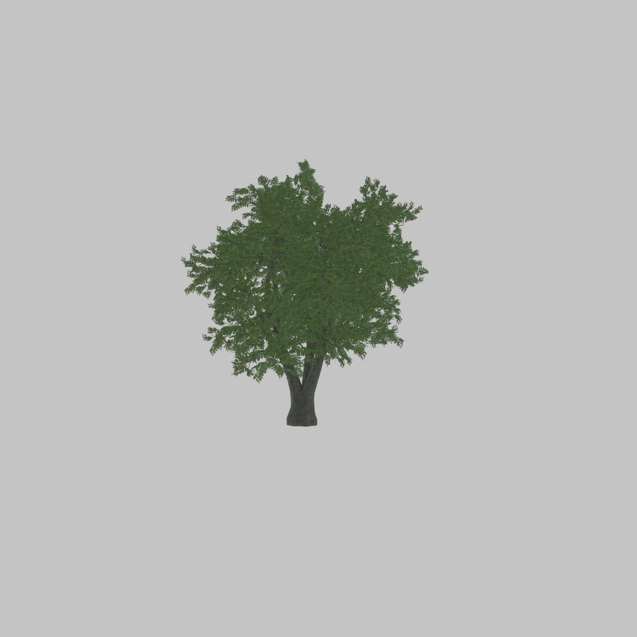 Japanese pagoda tree summer 16000mm Low-poly 3D model_38