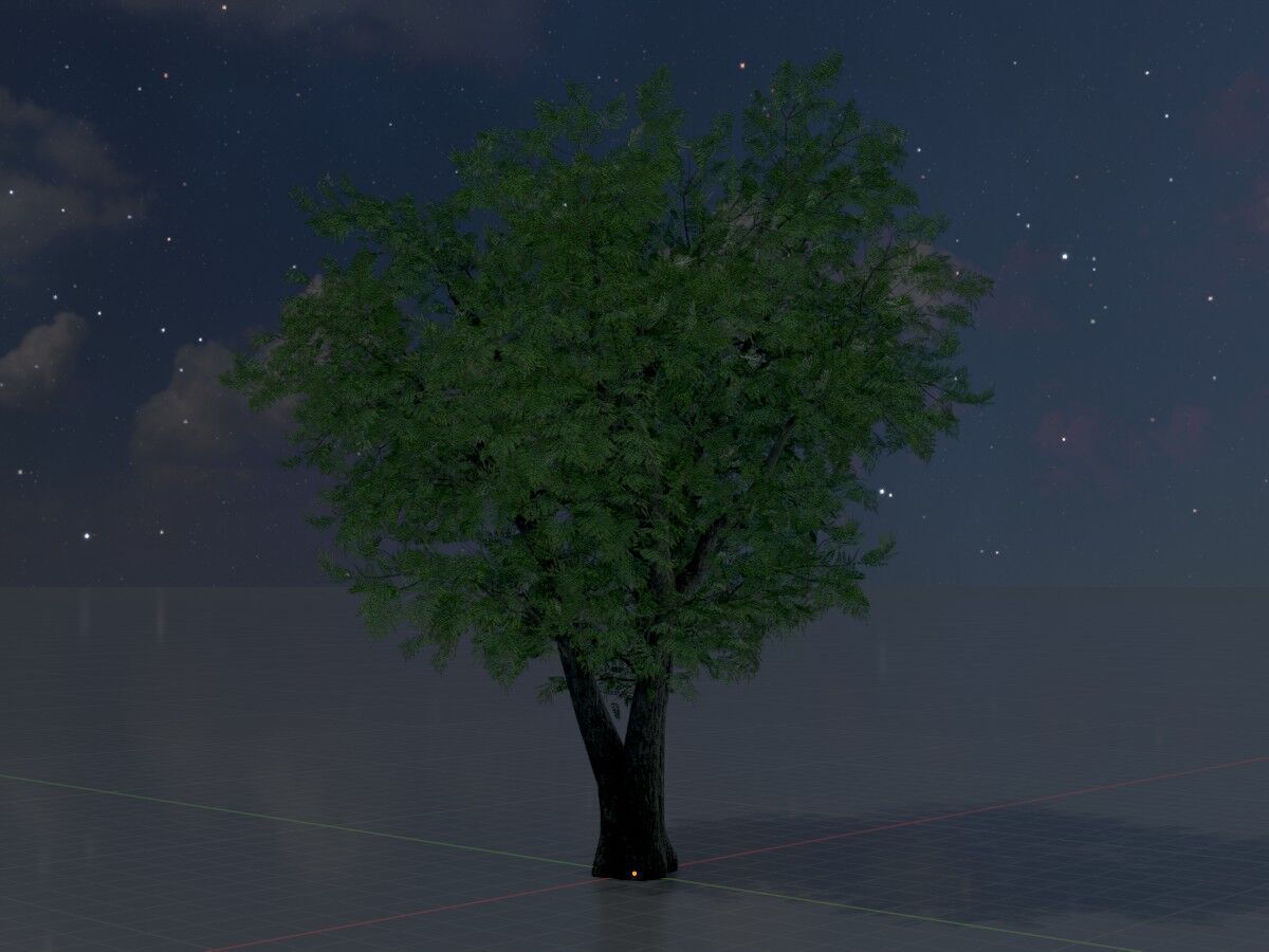 Japanese pagoda tree summer 16000mm Low-poly 3D model_4