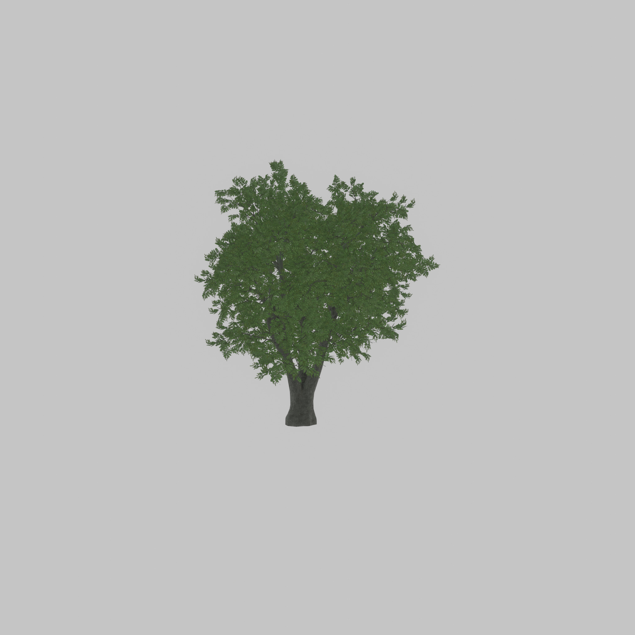 Japanese pagoda tree summer 16000mm Low-poly 3D model_36