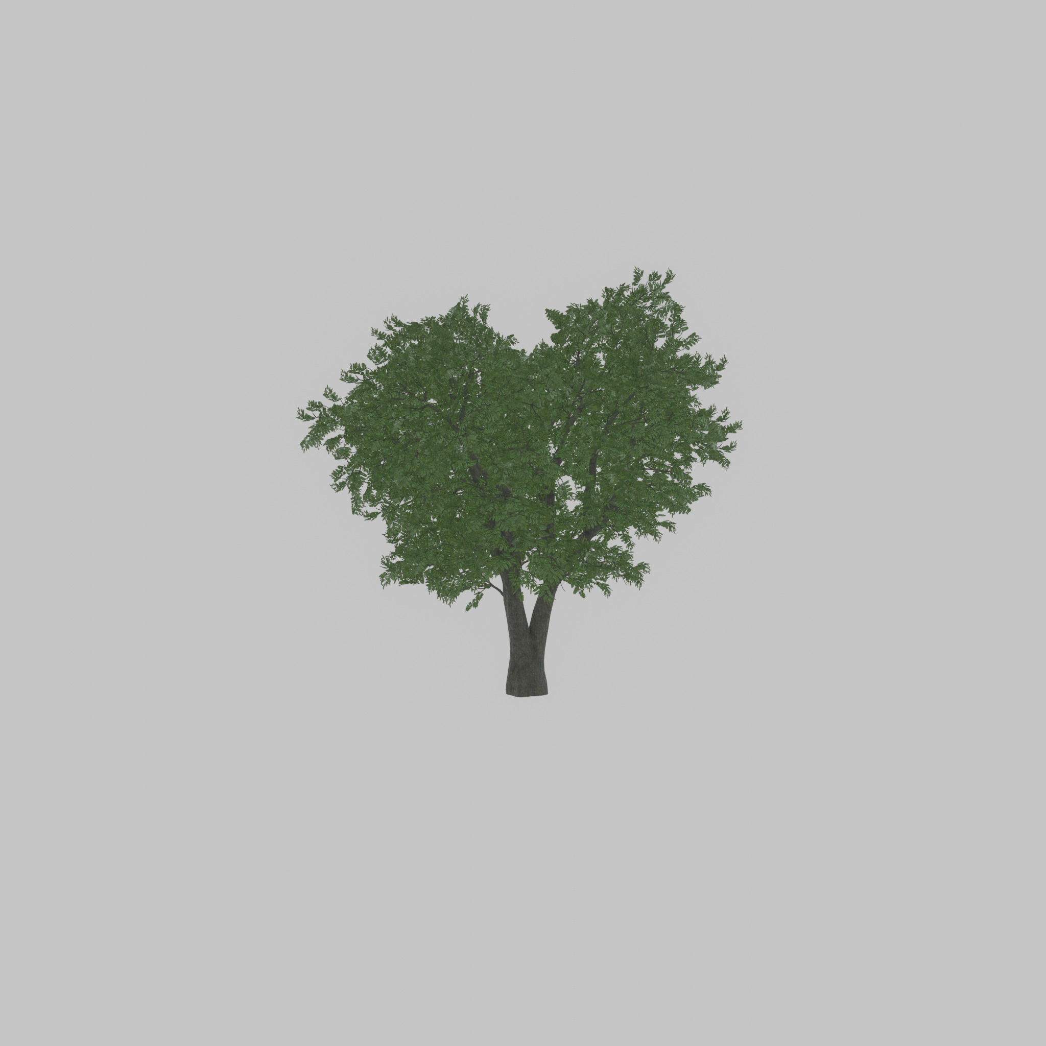 Japanese pagoda tree summer 16000mm Low-poly 3D model_47