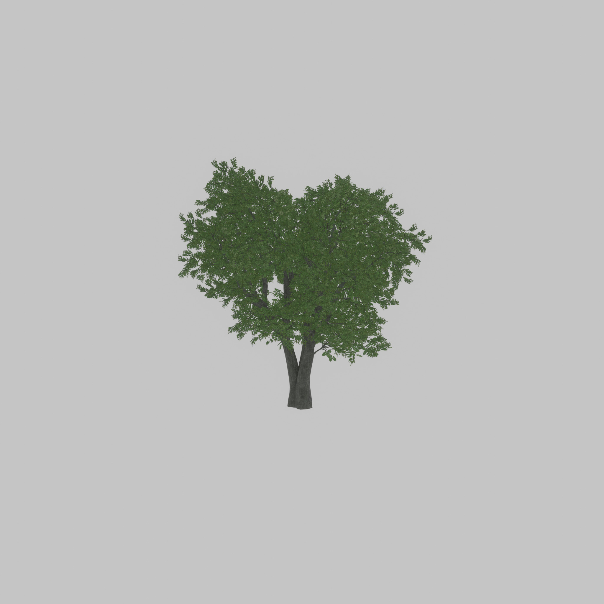 Japanese pagoda tree summer 16000mm Low-poly 3D model_27