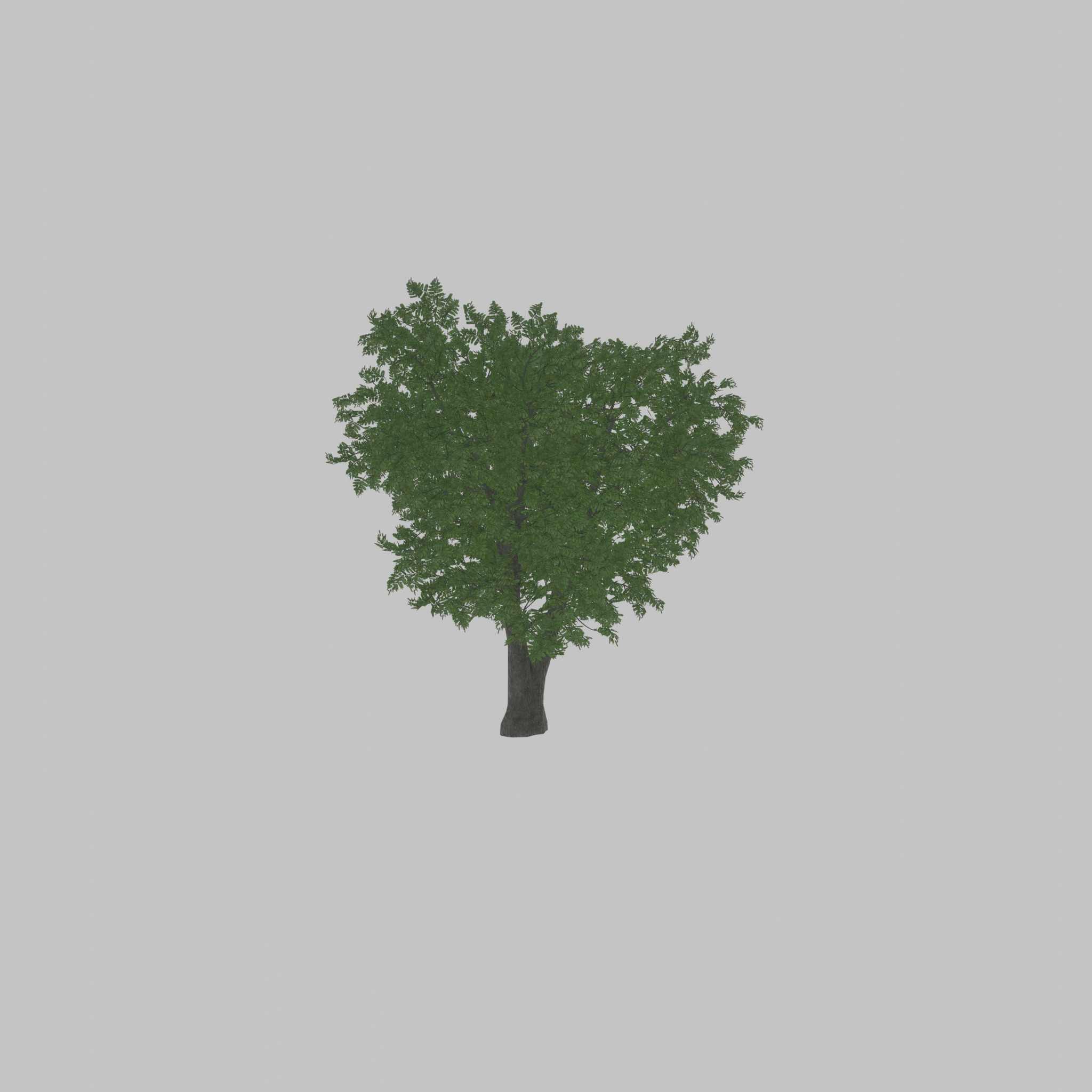 Japanese pagoda tree summer 16000mm Low-poly 3D model_33